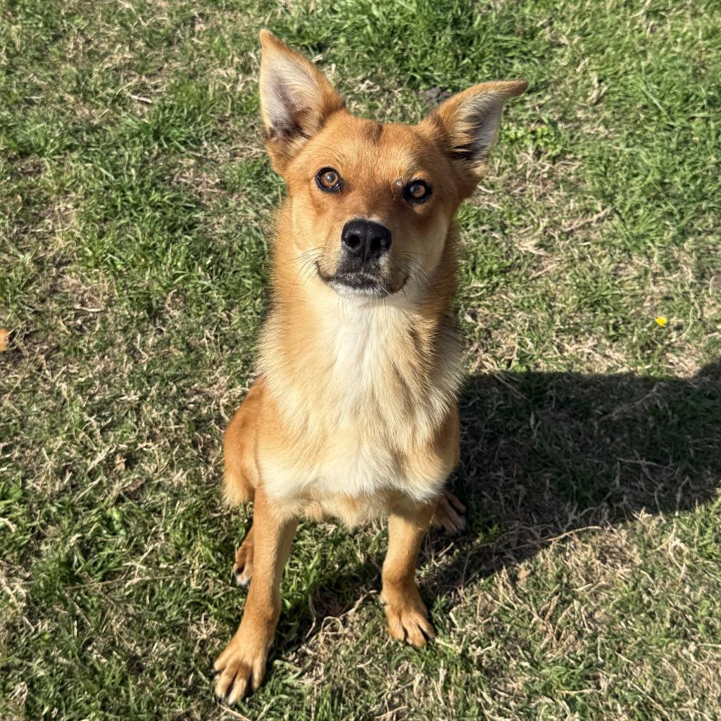 Enlarge Ziggy, a Adoptable mixed breed in Brenham, TX image 5/6