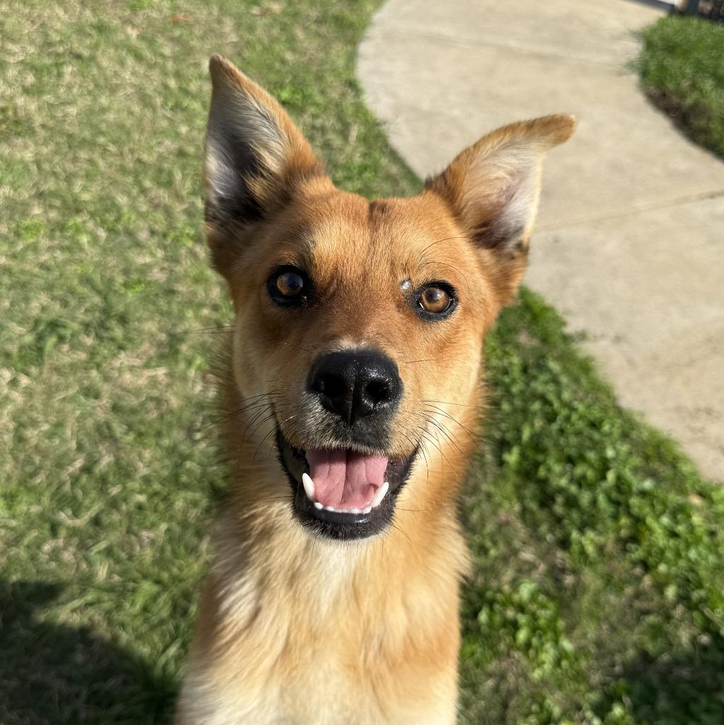 Enlarge Ziggy, a Adoptable mixed breed in Brenham, TX image 6/6