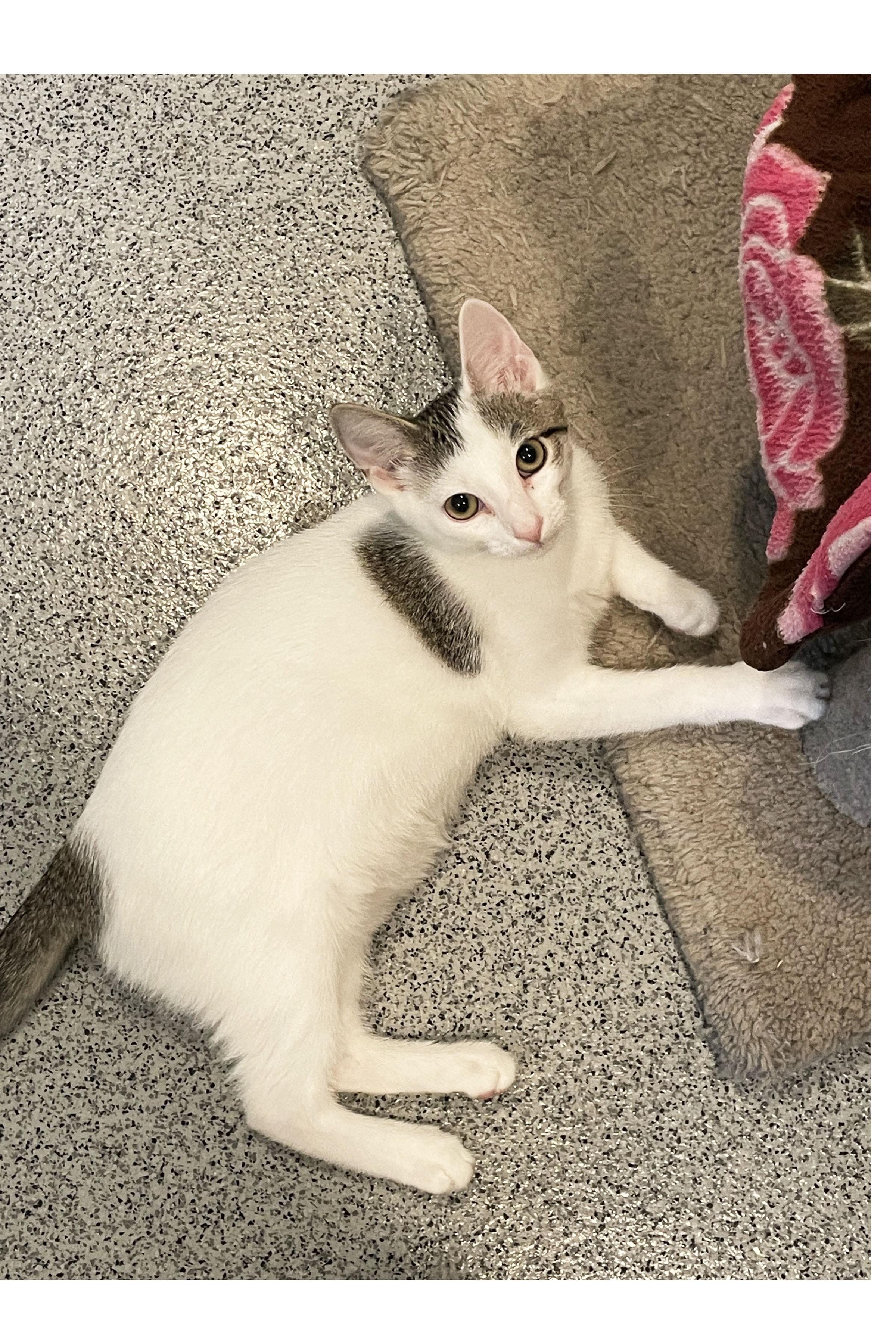 Pearl, Adopted, Kitten Female Domestic Short Hair.