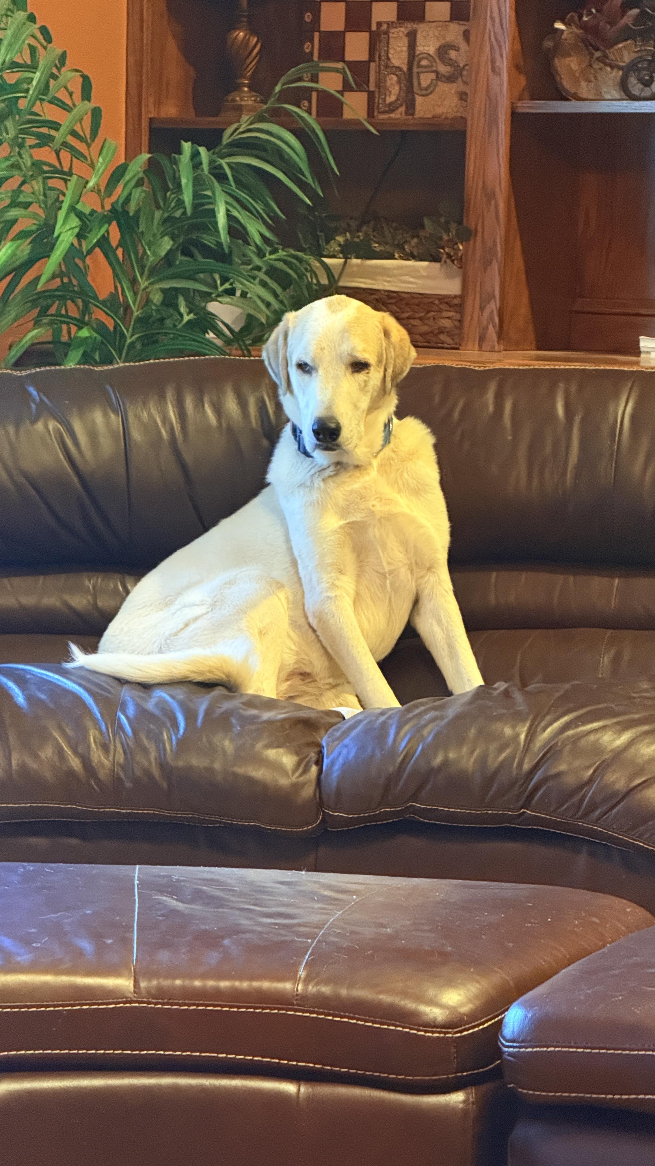 Enlarge Snow, a Adoptable mixed breed in Windsor, CO image 1/6