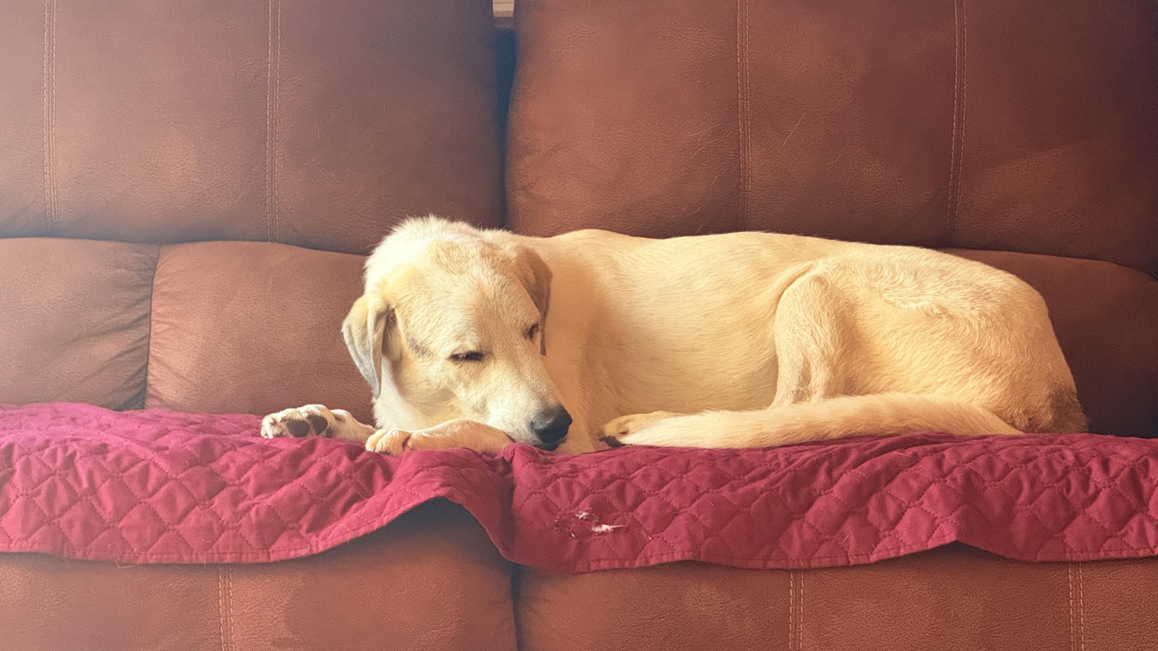 Snow, a Adoptable mixed breed in Windsor, CO image 2/5