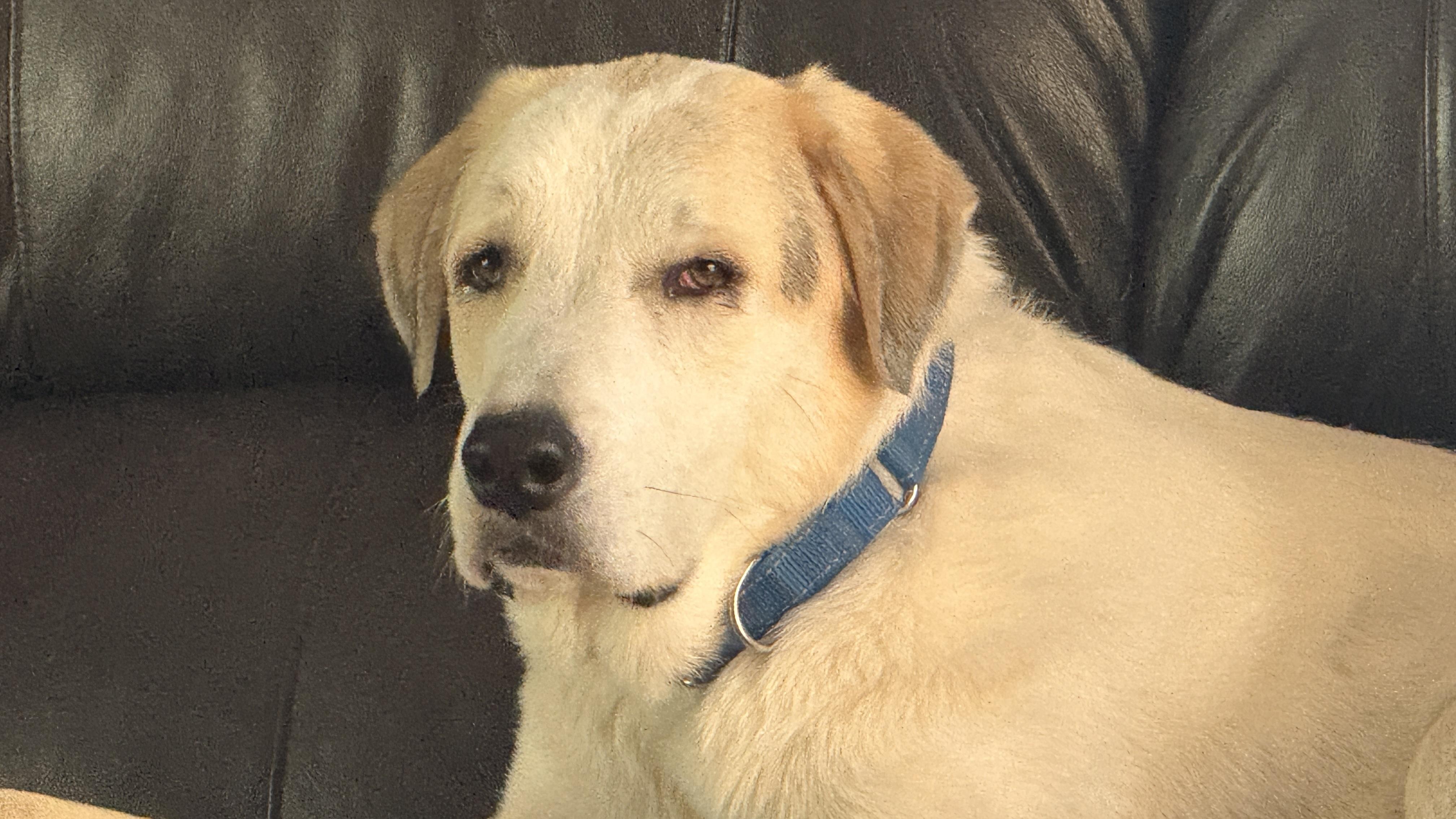 Enlarge Snow, a Adoptable mixed breed in Windsor, CO image 3/6