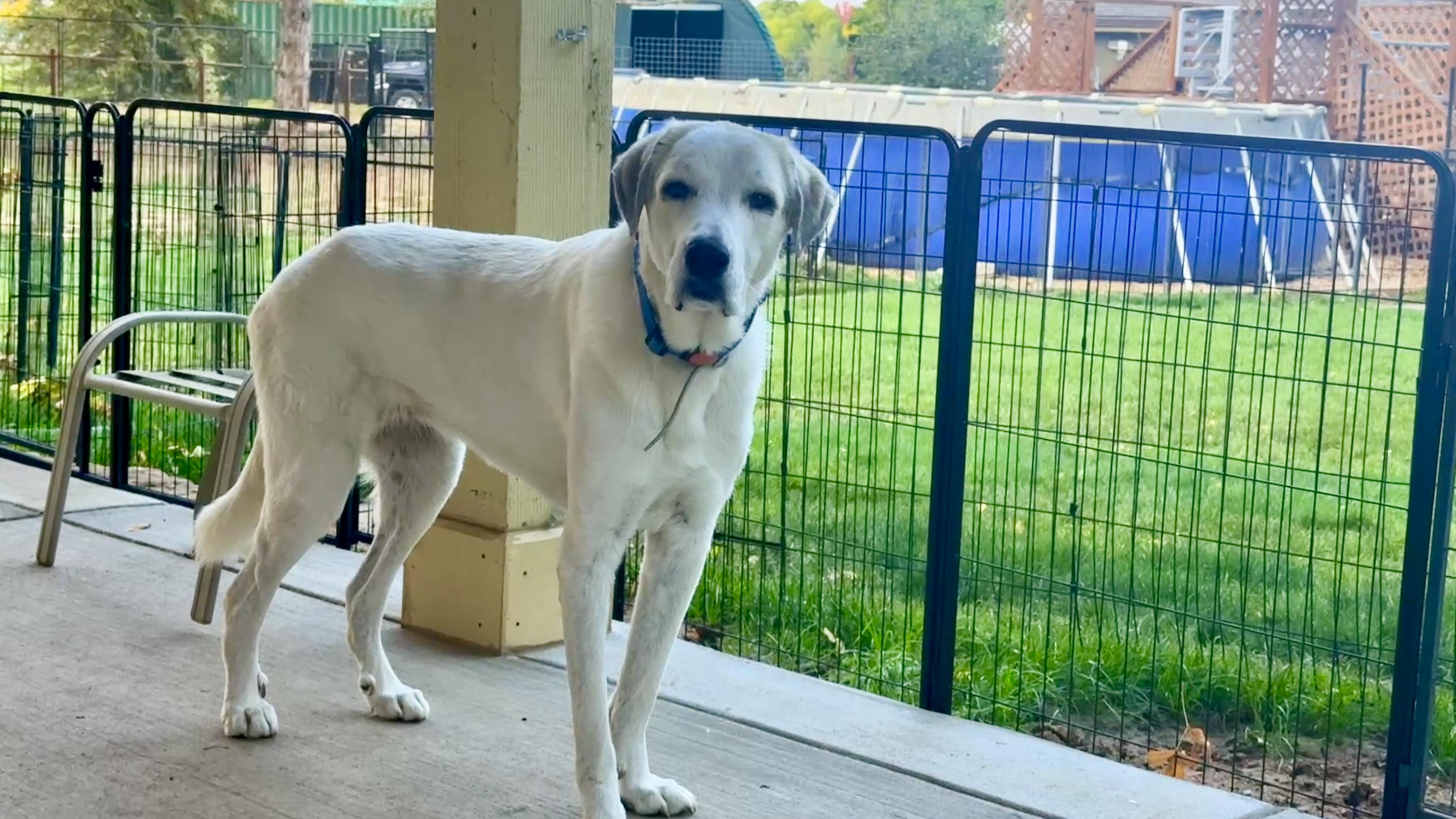 Snow, a Adoptable mixed breed in Windsor, CO image 3/5