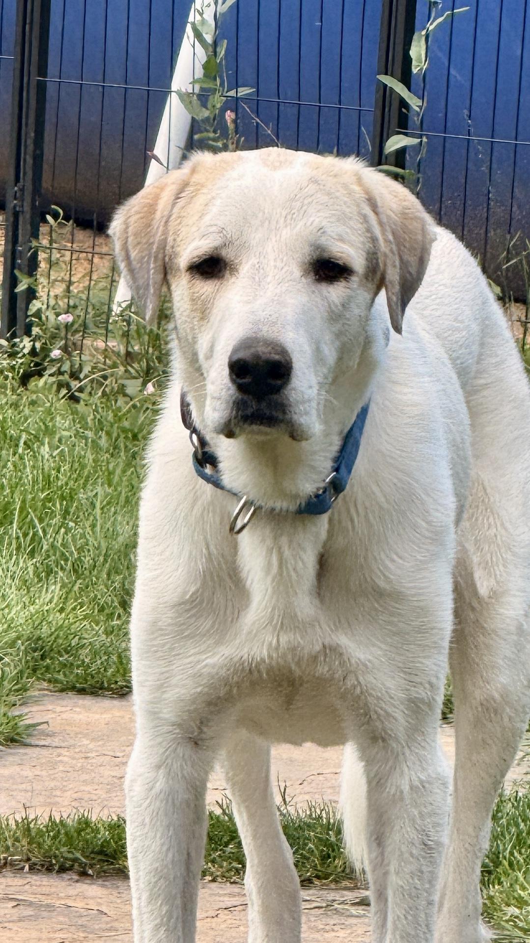 Snow, a Adoptable mixed breed in Windsor, CO image 5/5