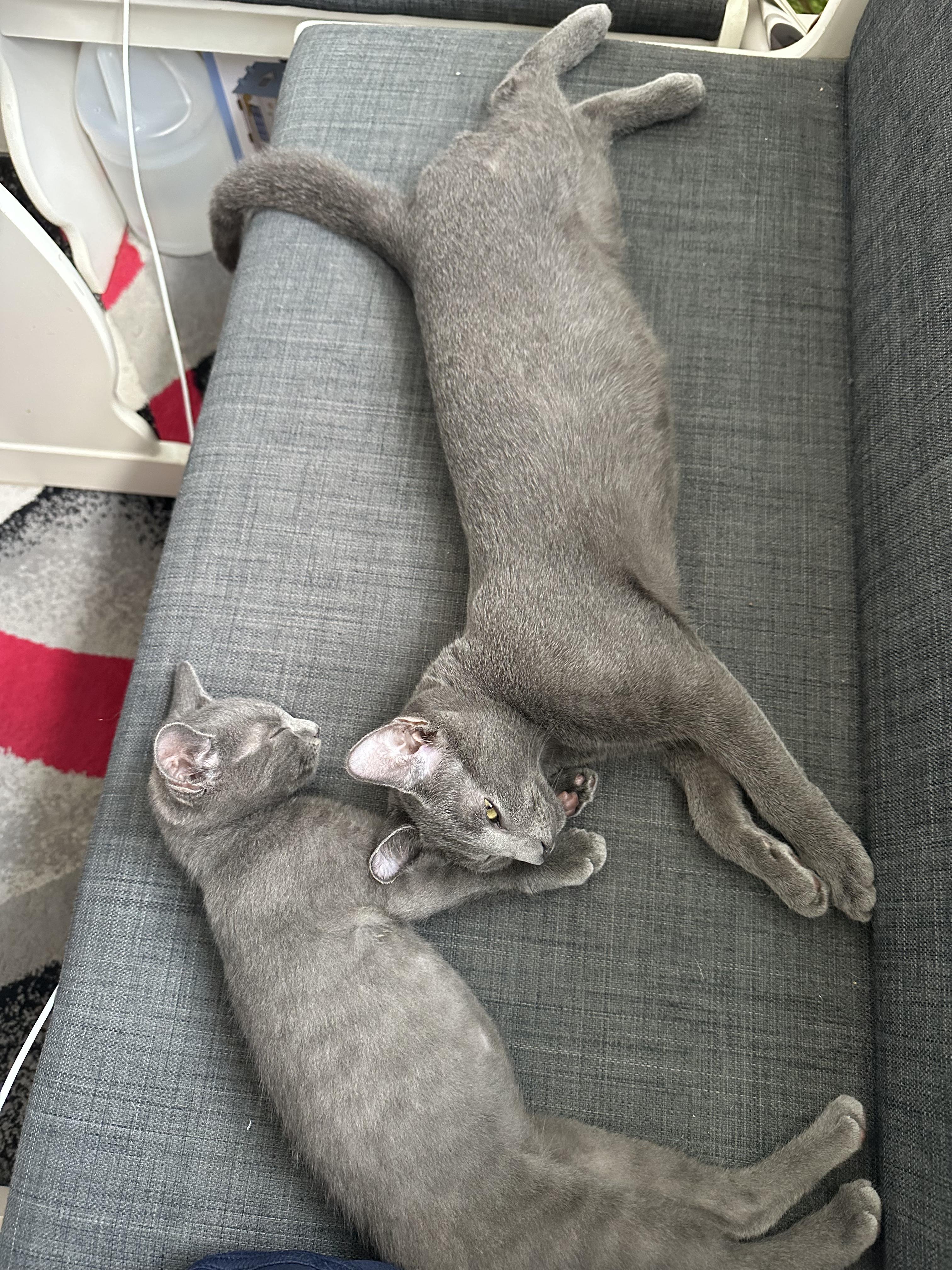 Felix & Yoshi