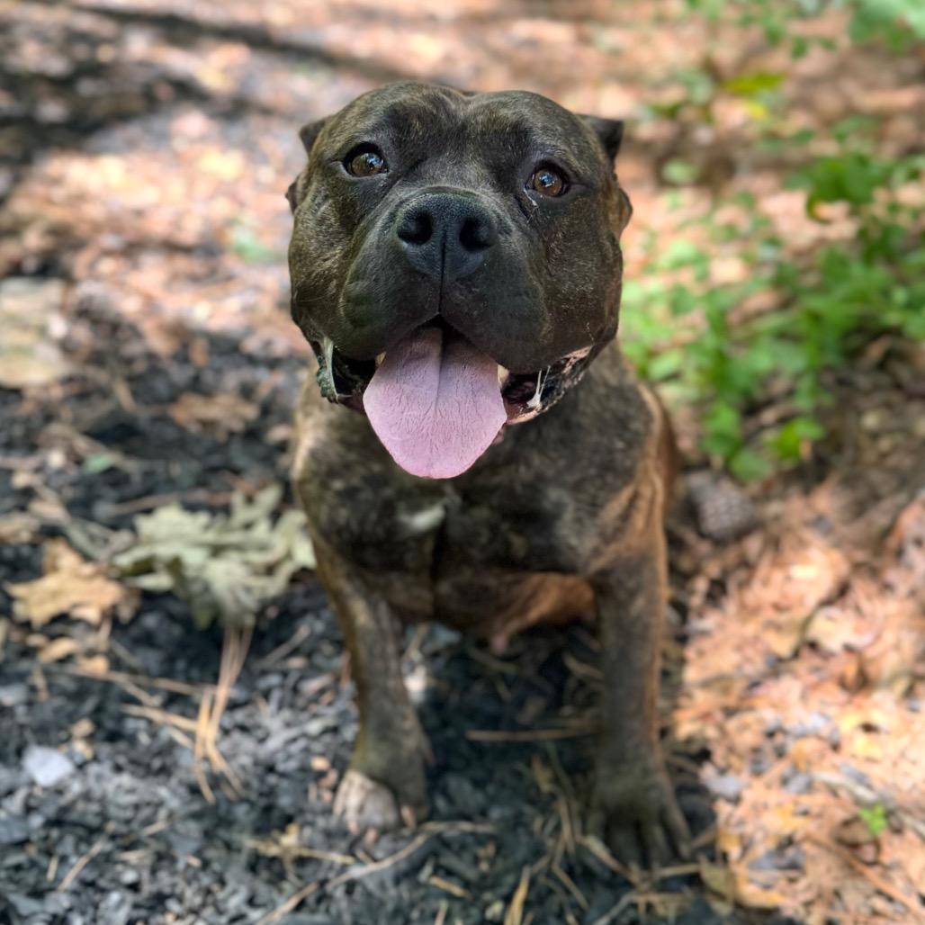 Rammilda, Adoptable, Adult Female Mixed Breed.