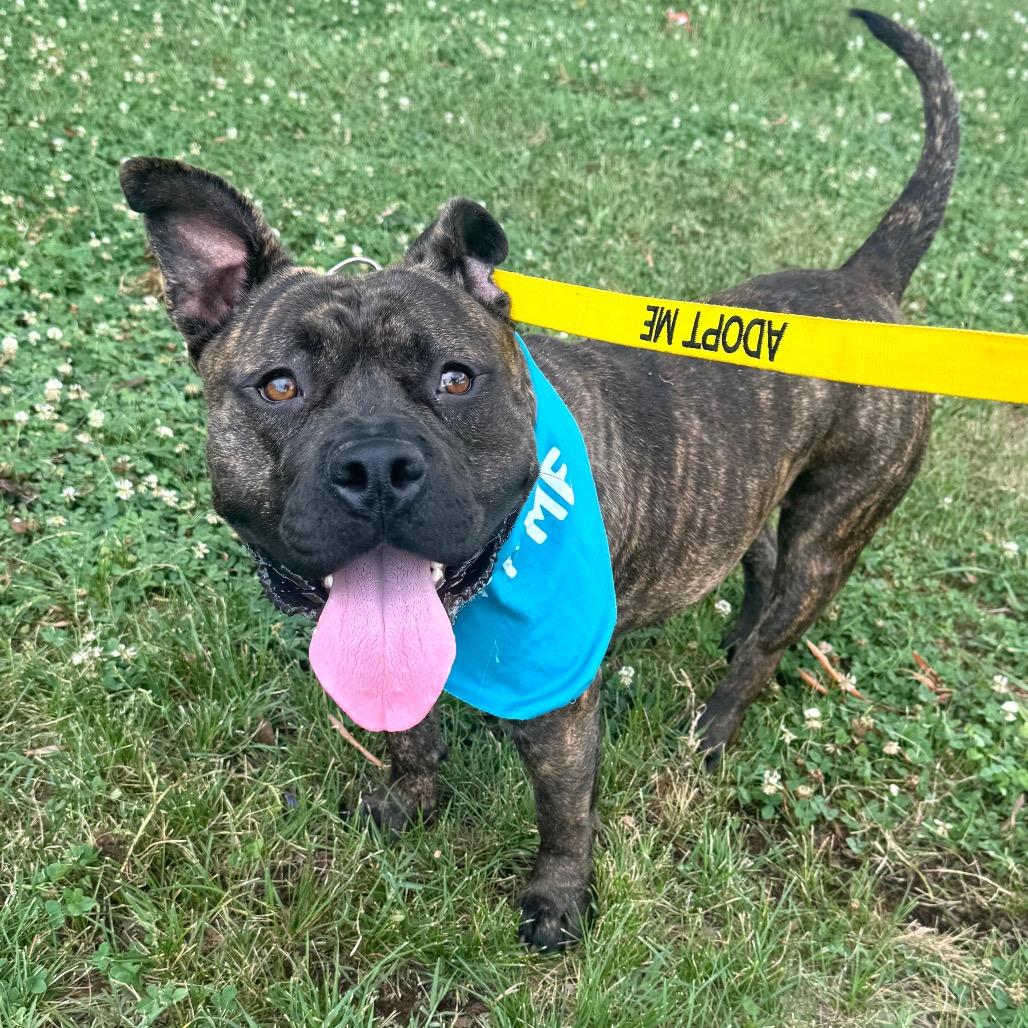 Rammilda, a Adoptable Mixed Breed in Fredericksburg, VA image 2/6