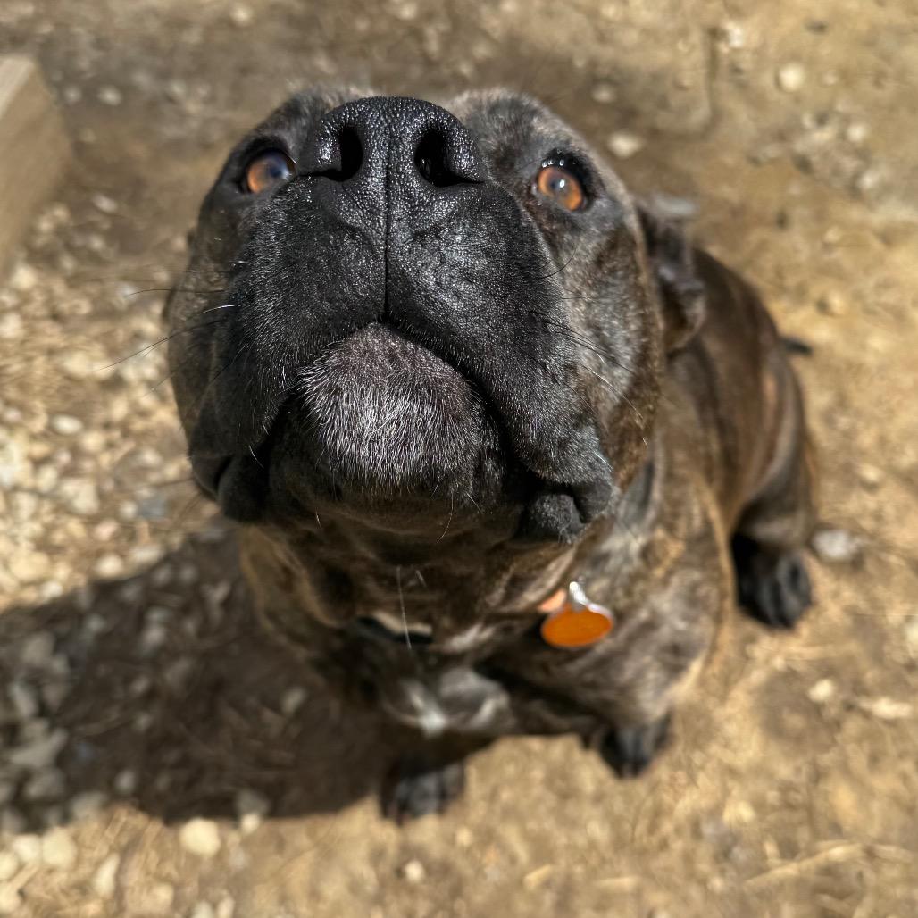 Rammilda, a Adoptable Mixed Breed in Fredericksburg, VA image 3/6