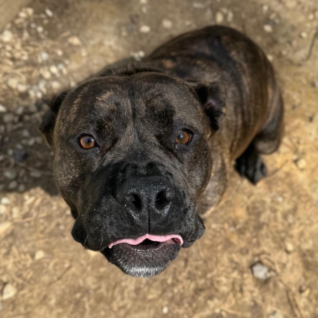 Rammilda, a Adoptable Mixed Breed in Fredericksburg, VA image 4/6
