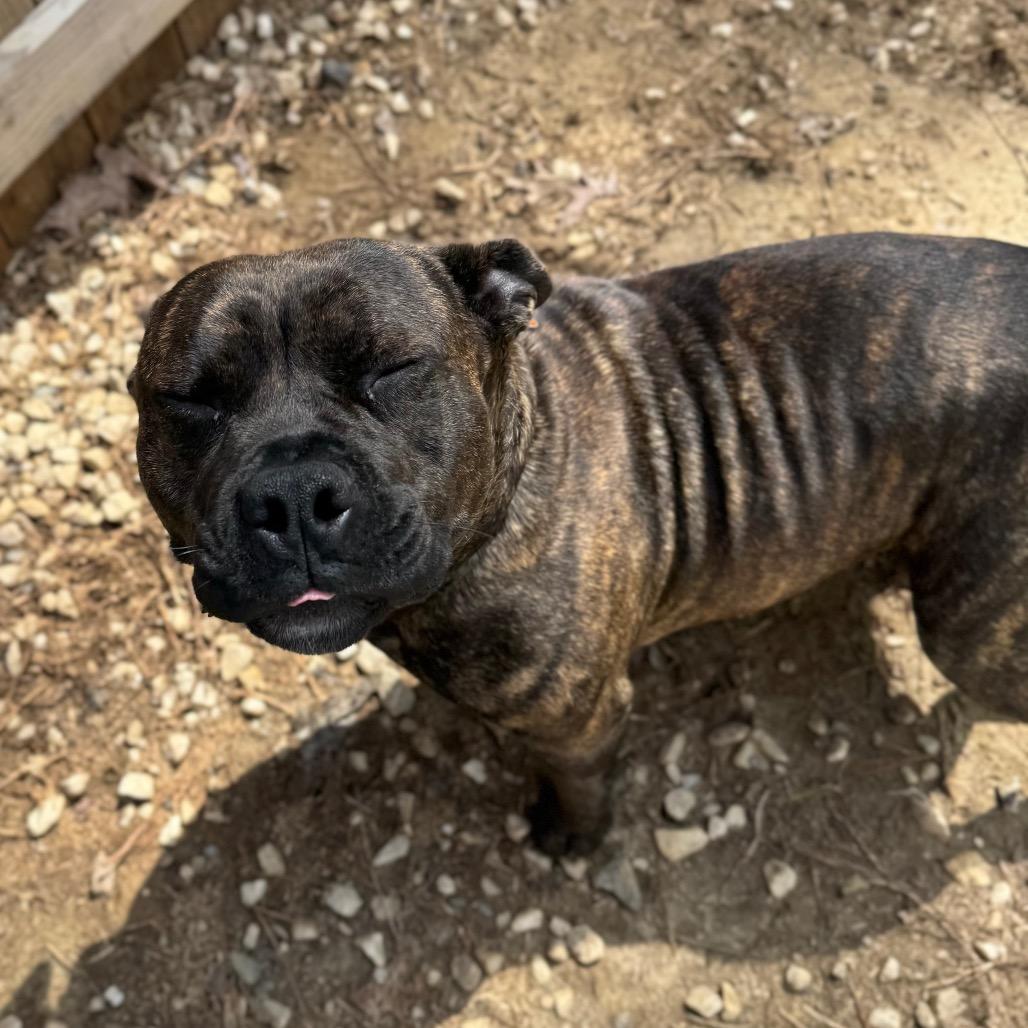 Rammilda, a Adoptable Mixed Breed in Fredericksburg, VA image 5/6