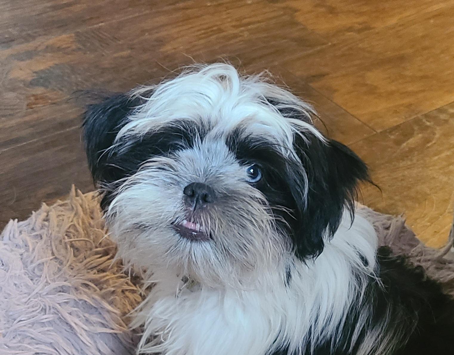 Enlarge Rocky and Rubble, an adopted Shih Tzu in Union Grove, WI image 4/5