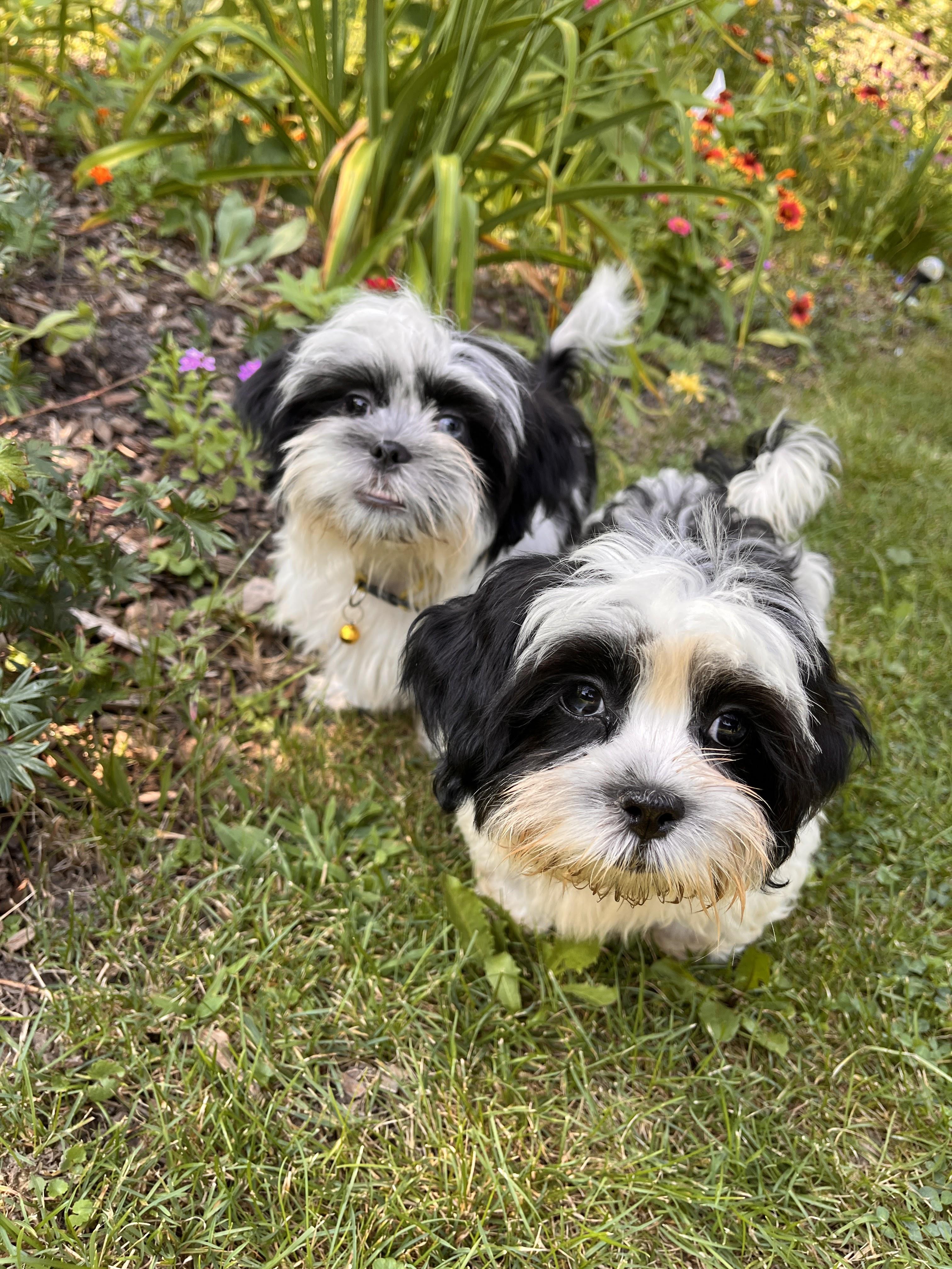 Rocky and Rubble, adopted, Puppy Male Shih Tzu.