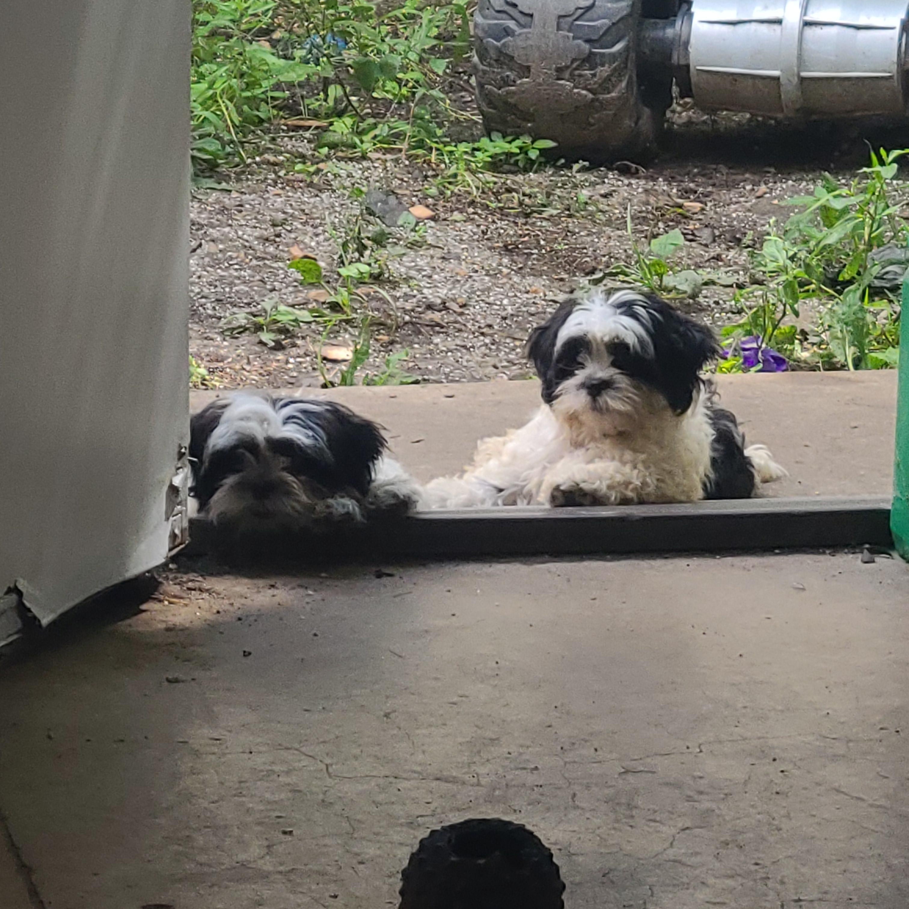 Enlarge Rocky and Rubble, an adopted Shih Tzu in Union Grove, WI image 2/5
