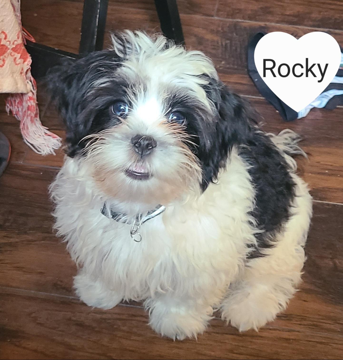 Enlarge Rocky and Rubble, an adopted Shih Tzu in Union Grove, WI image 5/5