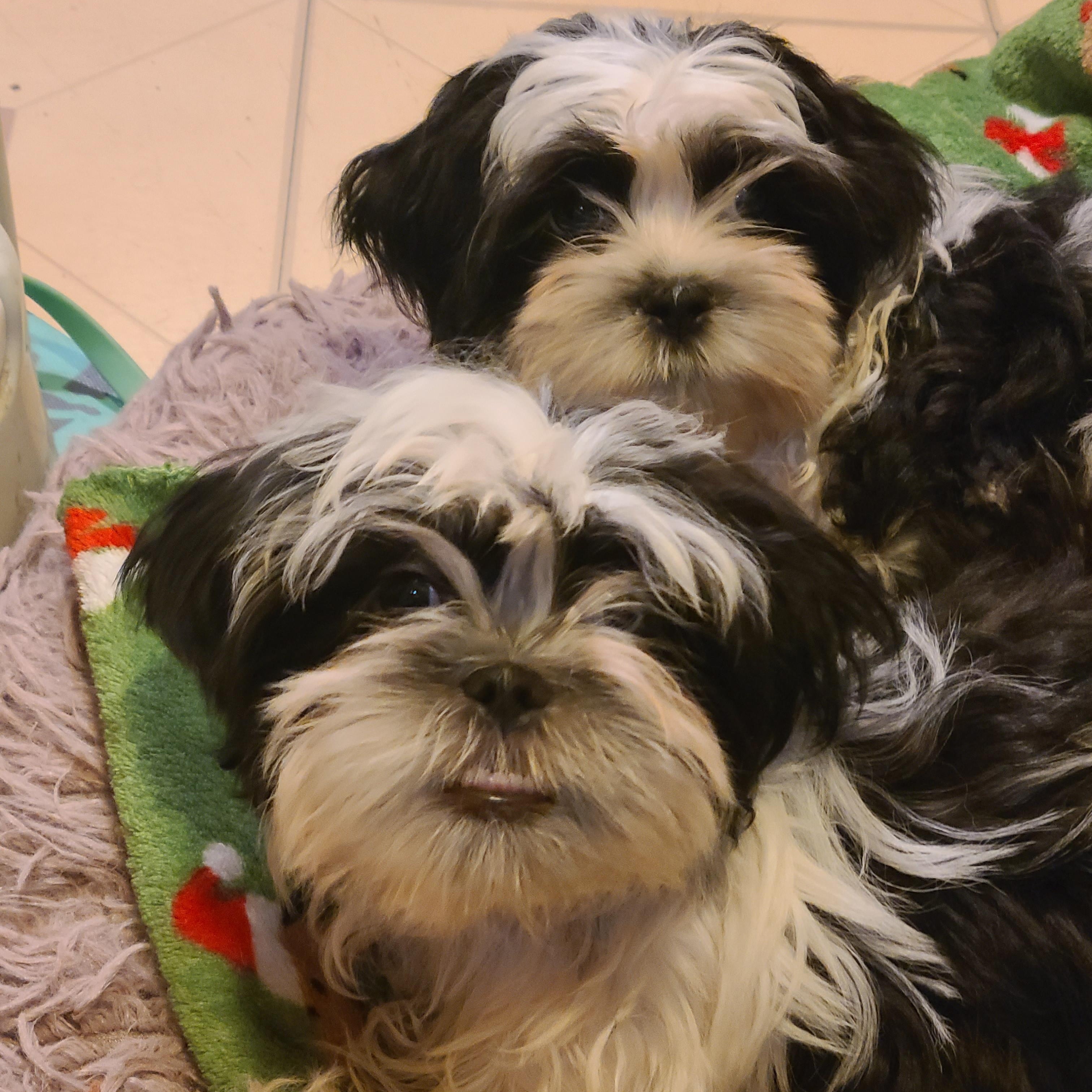 Enlarge Rocky and Rubble, an adopted Shih Tzu in Union Grove, WI image 3/5