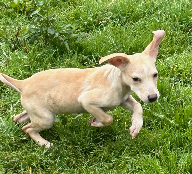 Louise, Adopted, Puppy Female Chihuahua & Dachshund.