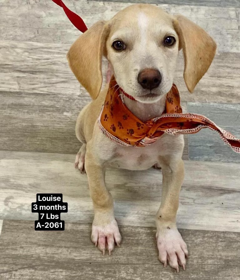 Louise, a Adopted mixed breed in Winhall, VT image 2/2