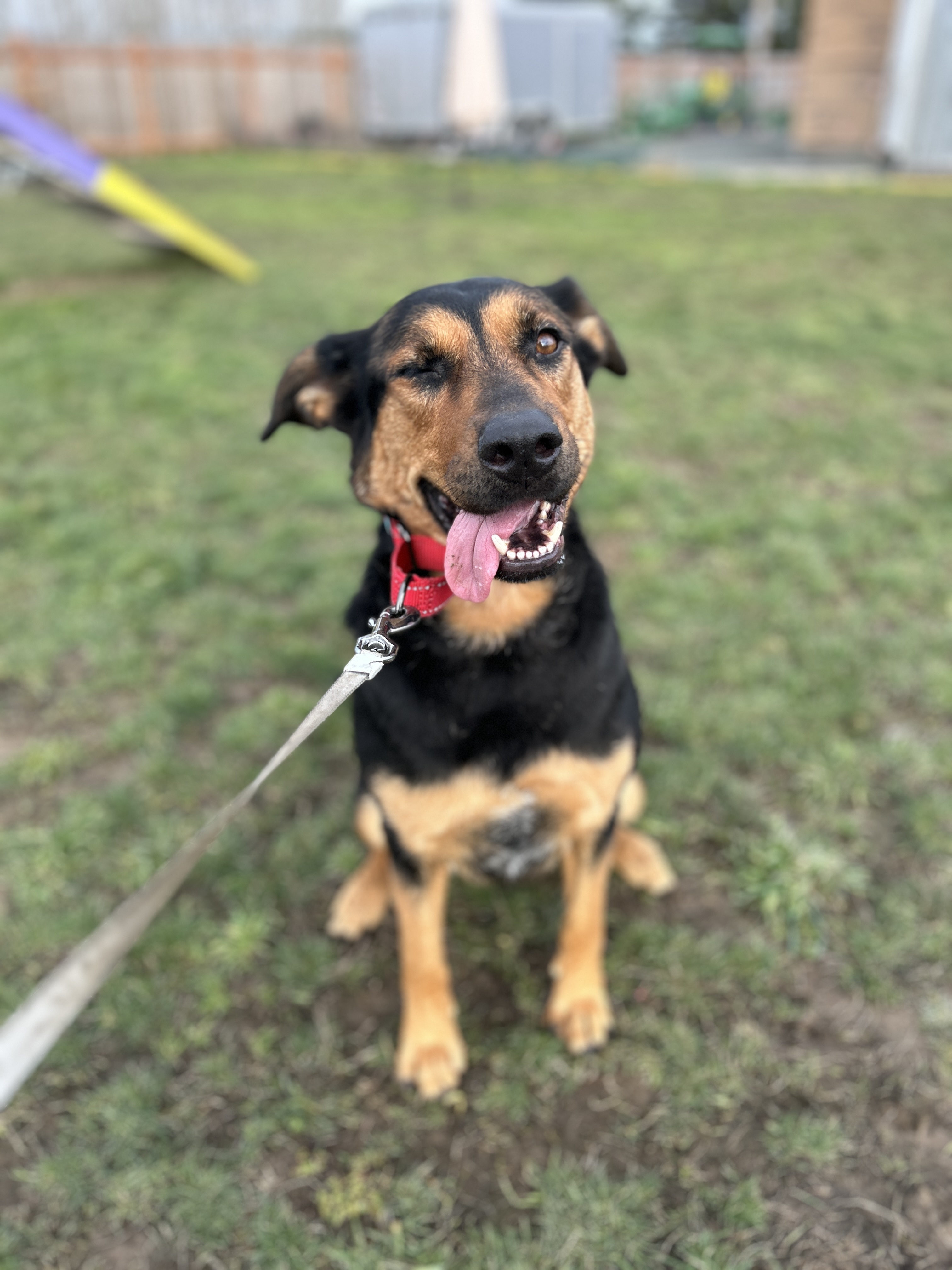 Rhonda, Adoptable, Adult Female Hound.