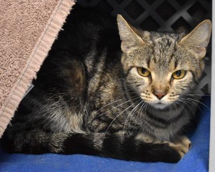 Sneaky, a Adoptable Domestic Short Hair in West Seneca, NY image 1/3