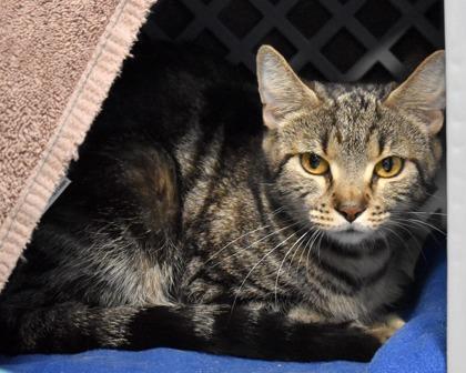Sneaky, a Adoptable Domestic Short Hair in West Seneca, NY image 2/3