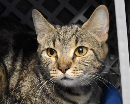 Sneaky, a Adoptable Domestic Short Hair in West Seneca, NY image 3/3