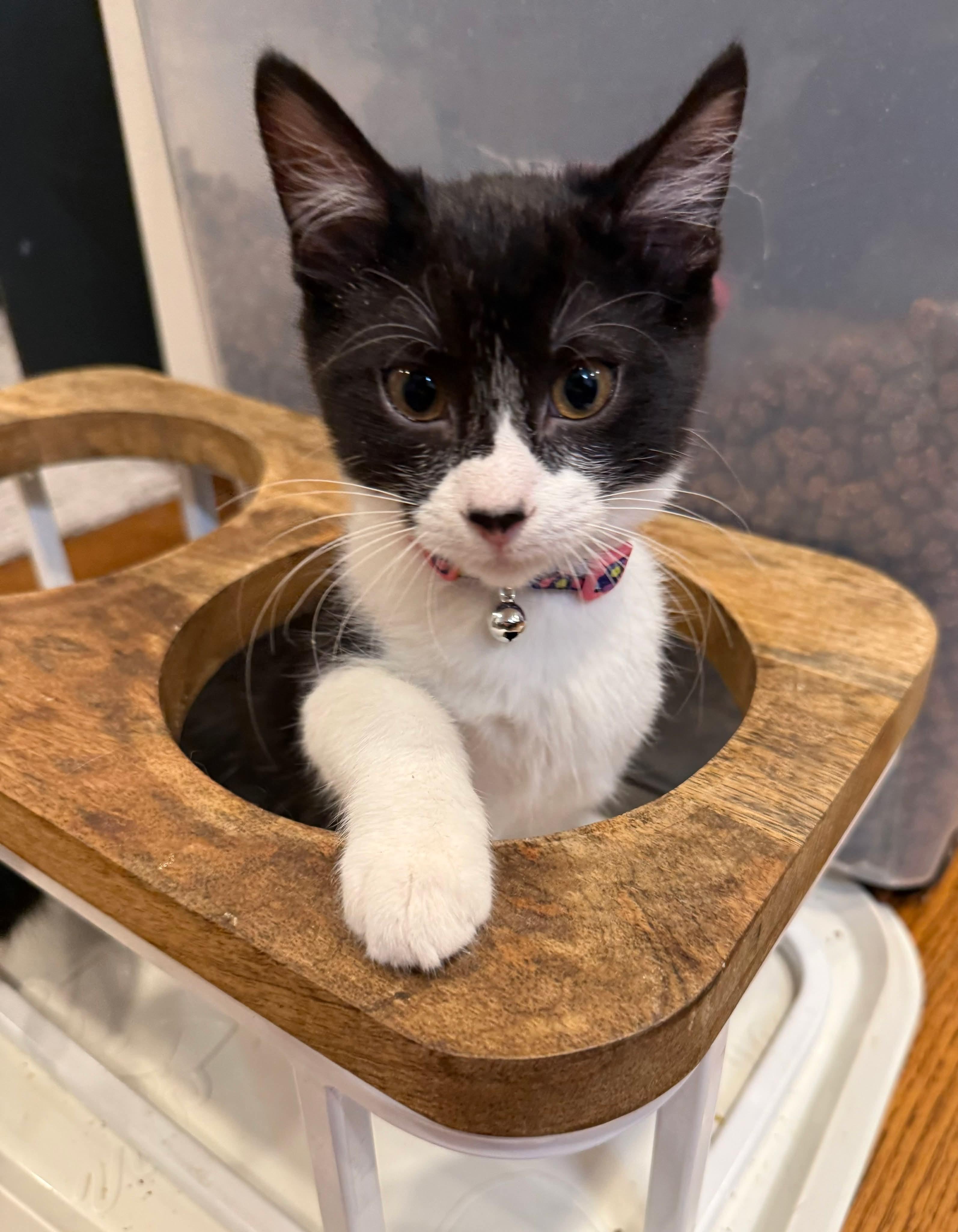 Claudelle, adopted, Kitten Female Domestic Short Hair.