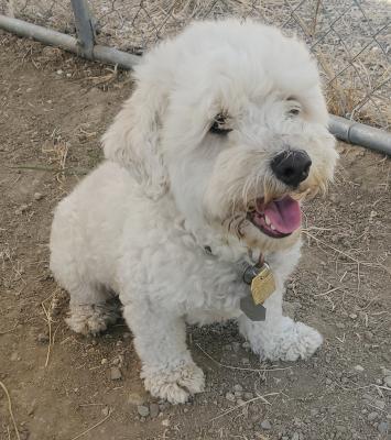 Enlarge Duffy, a Adopted mixed breed in Santa Paula, CA image 4/4