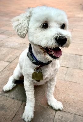 Enlarge Duffy, a Adopted mixed breed in Santa Paula, CA image 2/4
