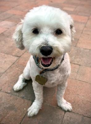 Duffy, Adopted, Adult Male Maltese & Poodle.