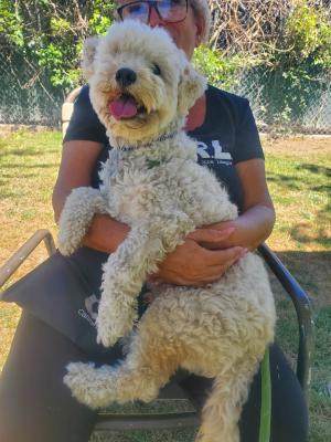 Enlarge Duffy, a Adopted mixed breed in Santa Paula, CA image 3/4