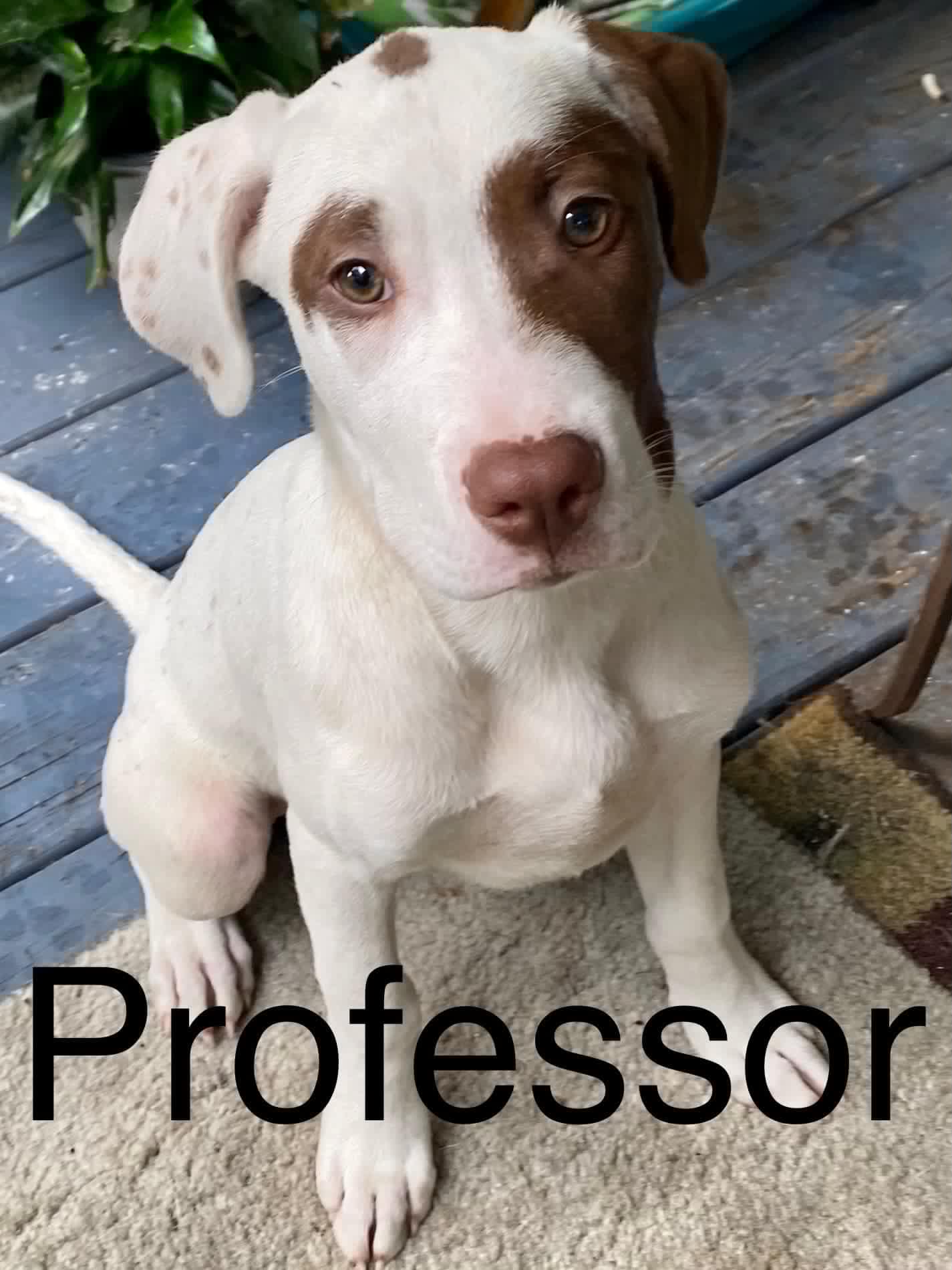 Professor