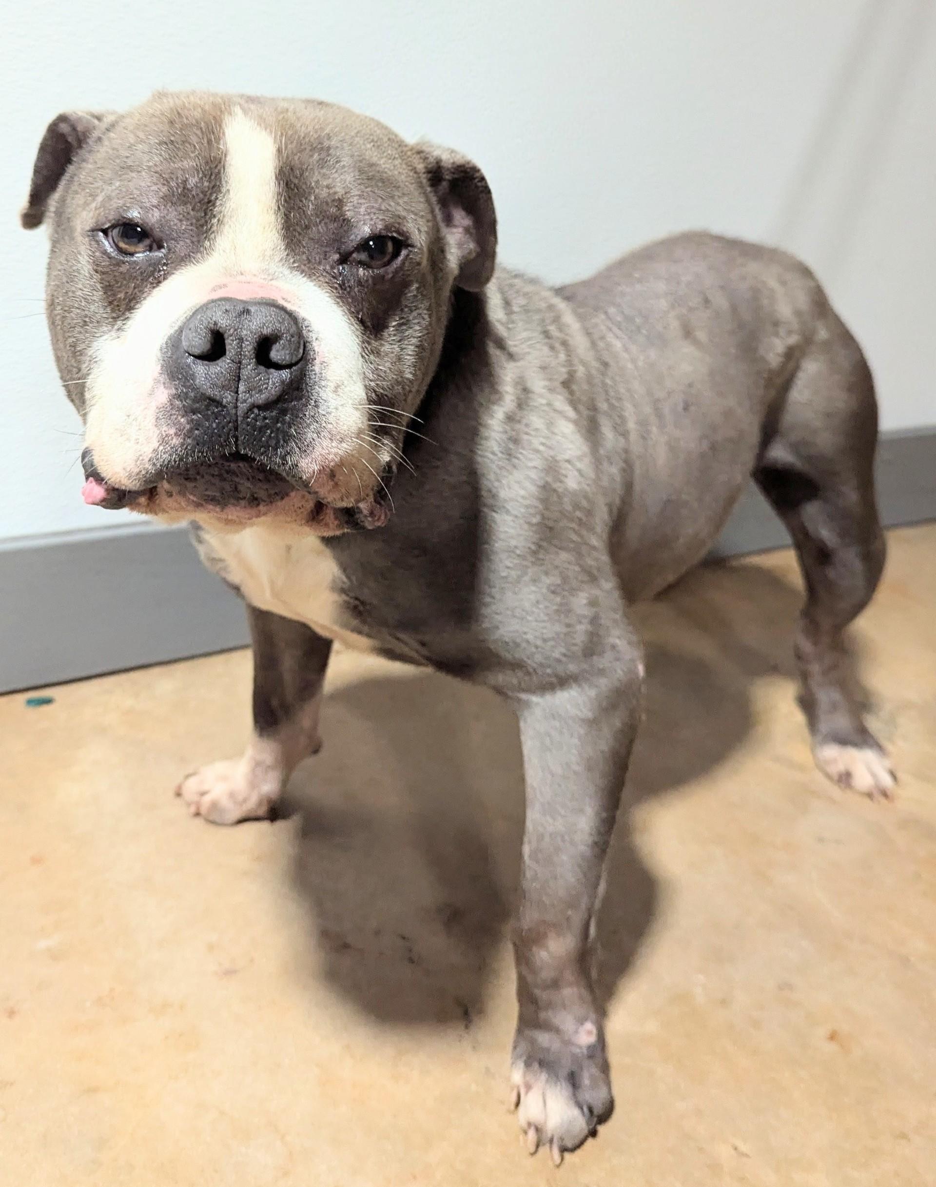 Mr. WorldWide , ADOPTABLE, Young Male Pit Bull Terrier.