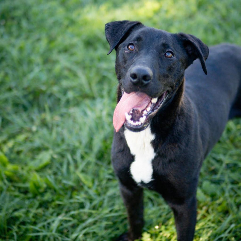 Jet, Adoptable, Adult Male Black Labrador Retriever.