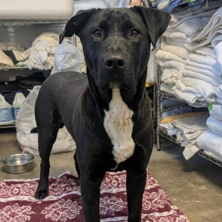 Jet, a Adoptable Black Labrador Retriever in Jefferson city, TN image 2/4