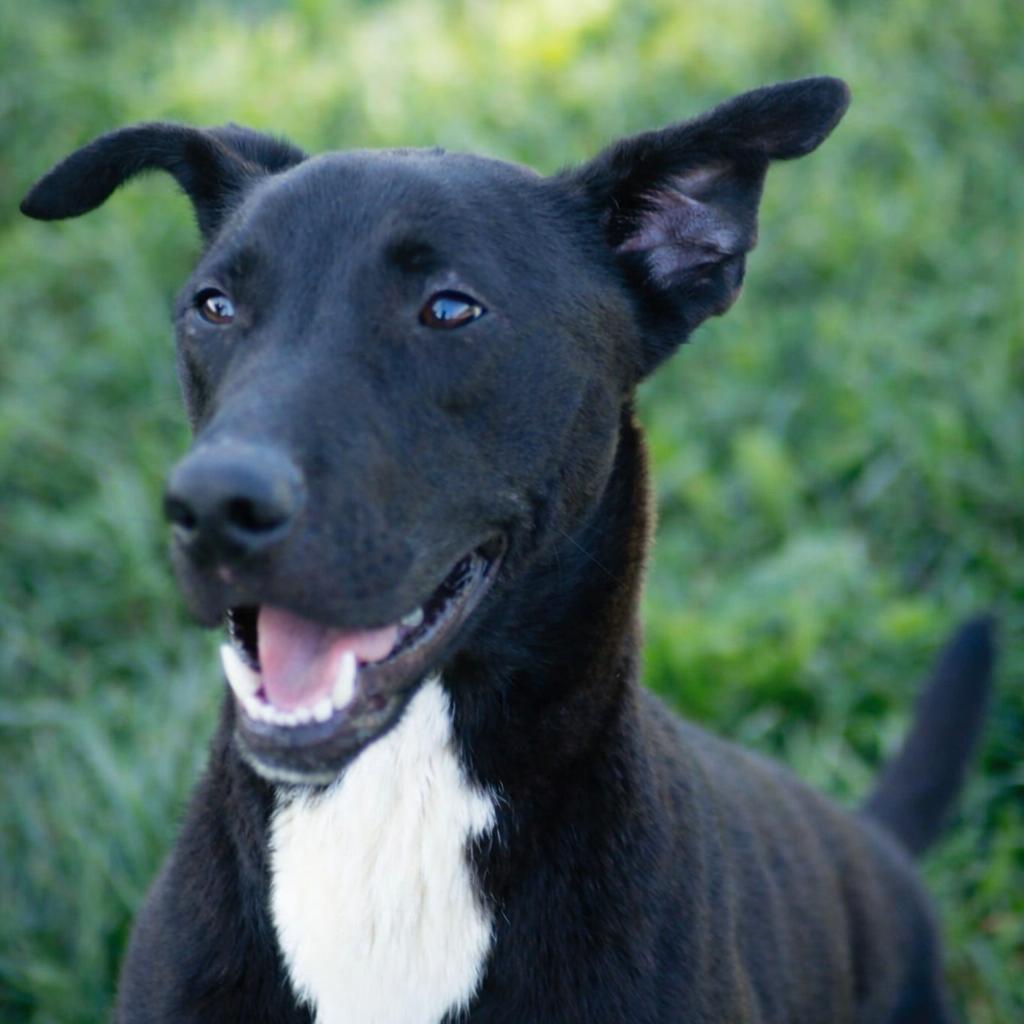 Jet, a Adoptable Black Labrador Retriever in Jefferson city, TN image 3/4