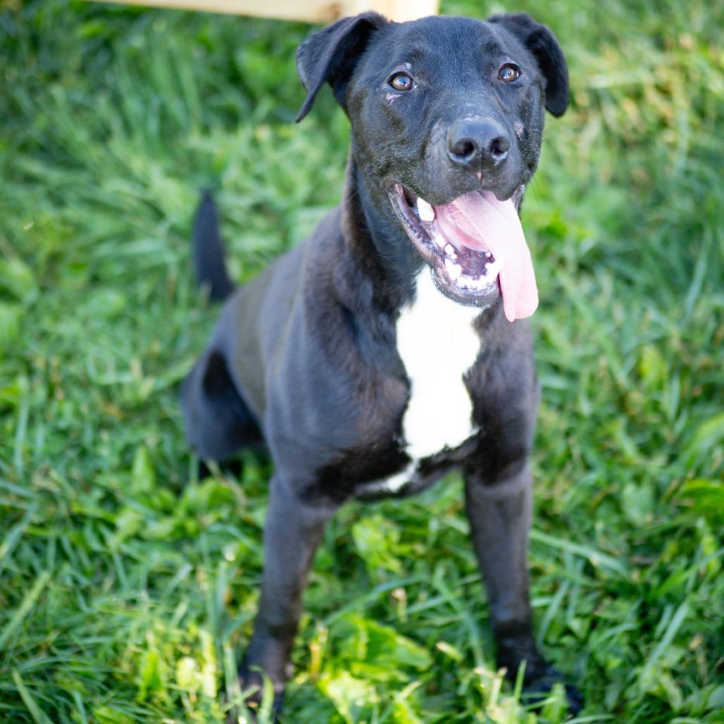 Jet, a Adoptable Black Labrador Retriever in Jefferson city, TN image 4/4