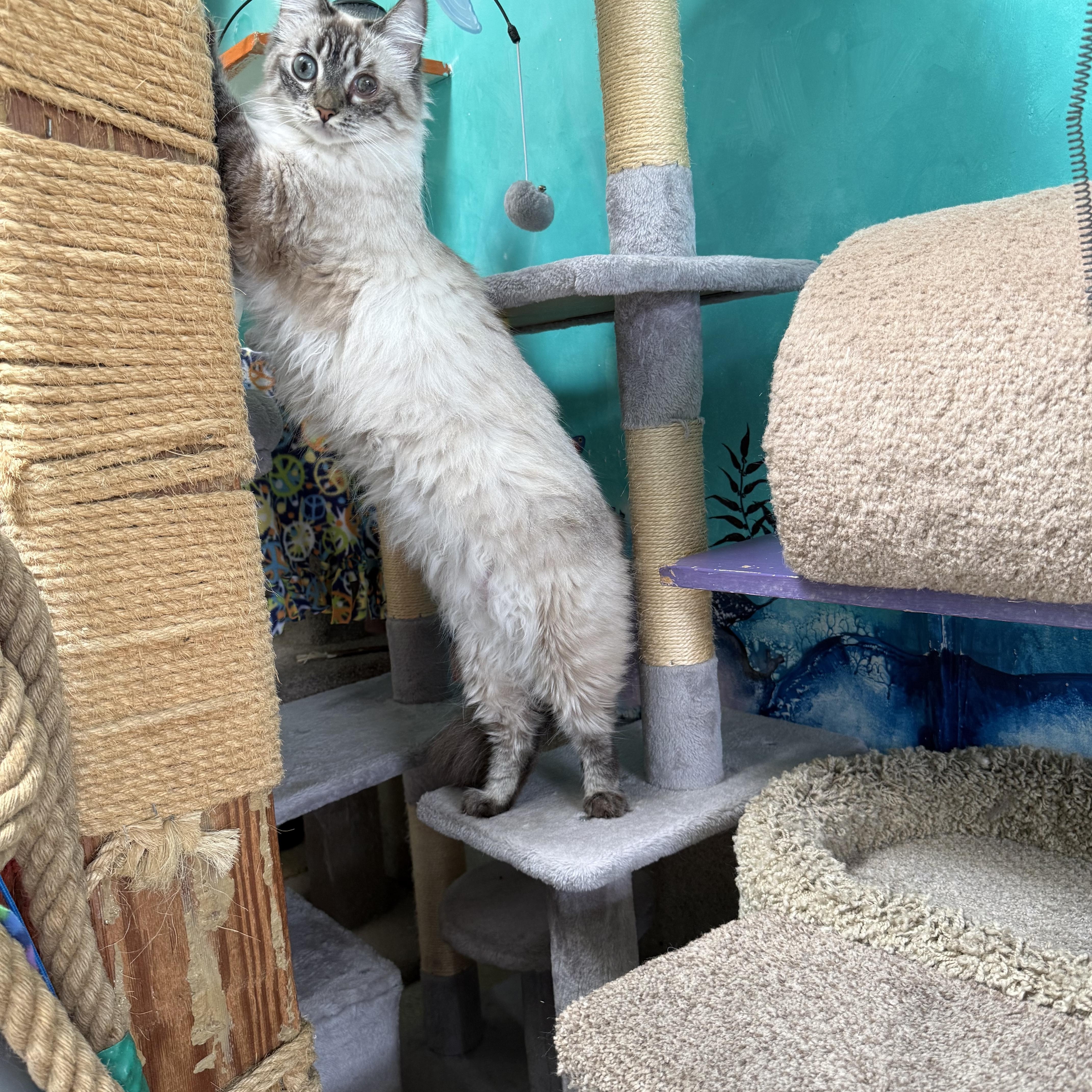Enlarge Eowyn, a Adoptable Siamese in Newport Beach, CA image 4/6
