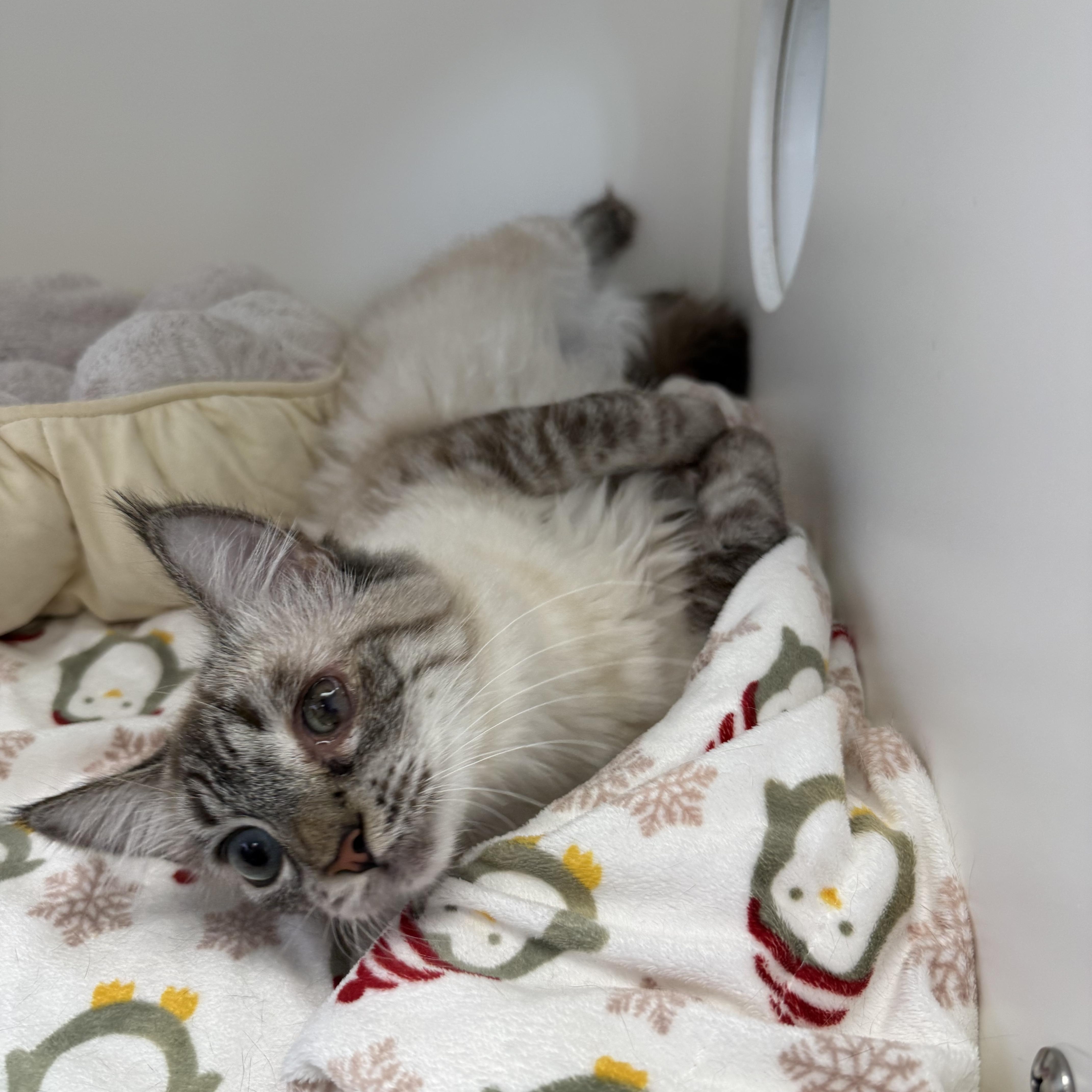 Eowyn, a ADOPTABLE Siamese in Newport Beach, CA image 4/6