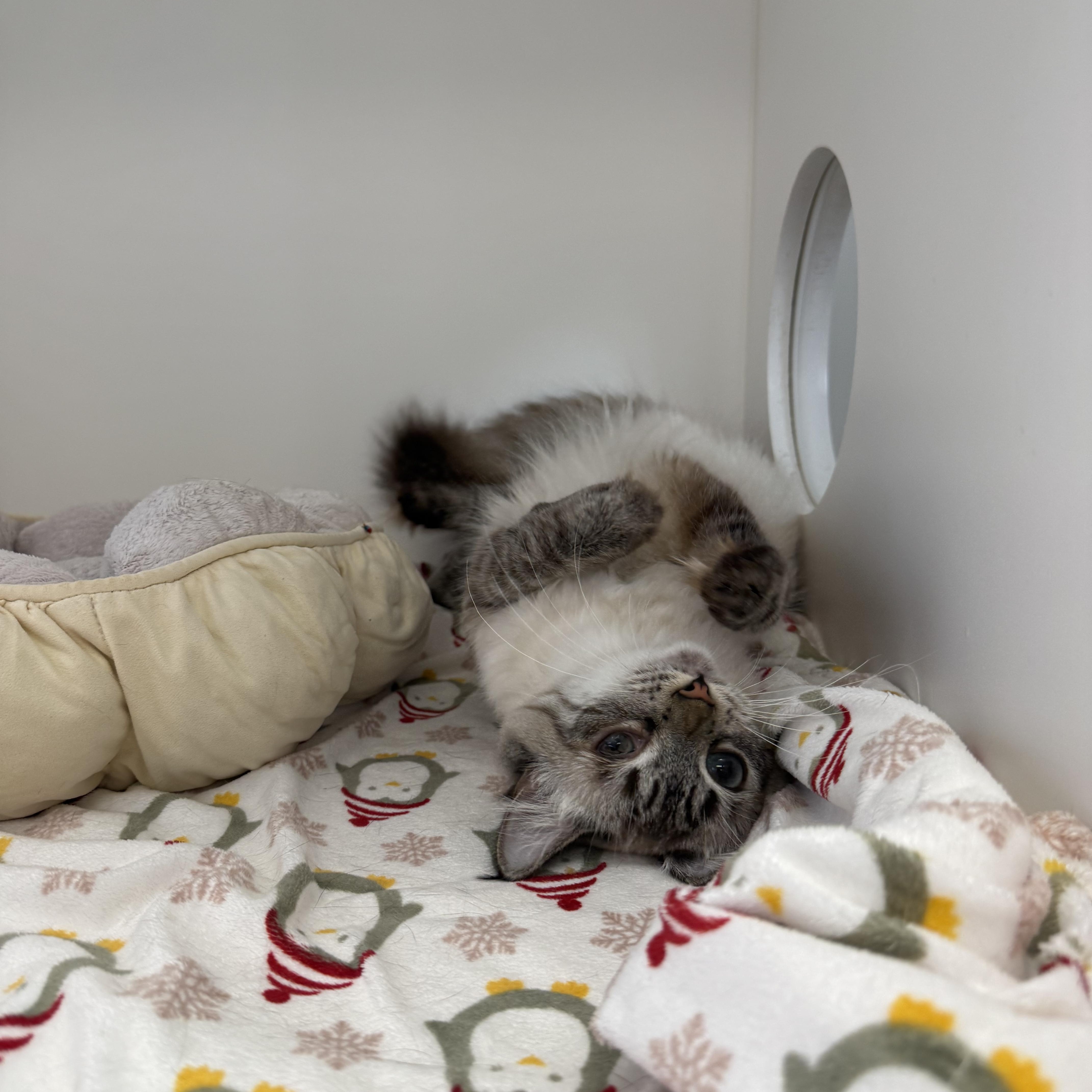 Eowyn, a ADOPTABLE Siamese in Newport Beach, CA image 5/6