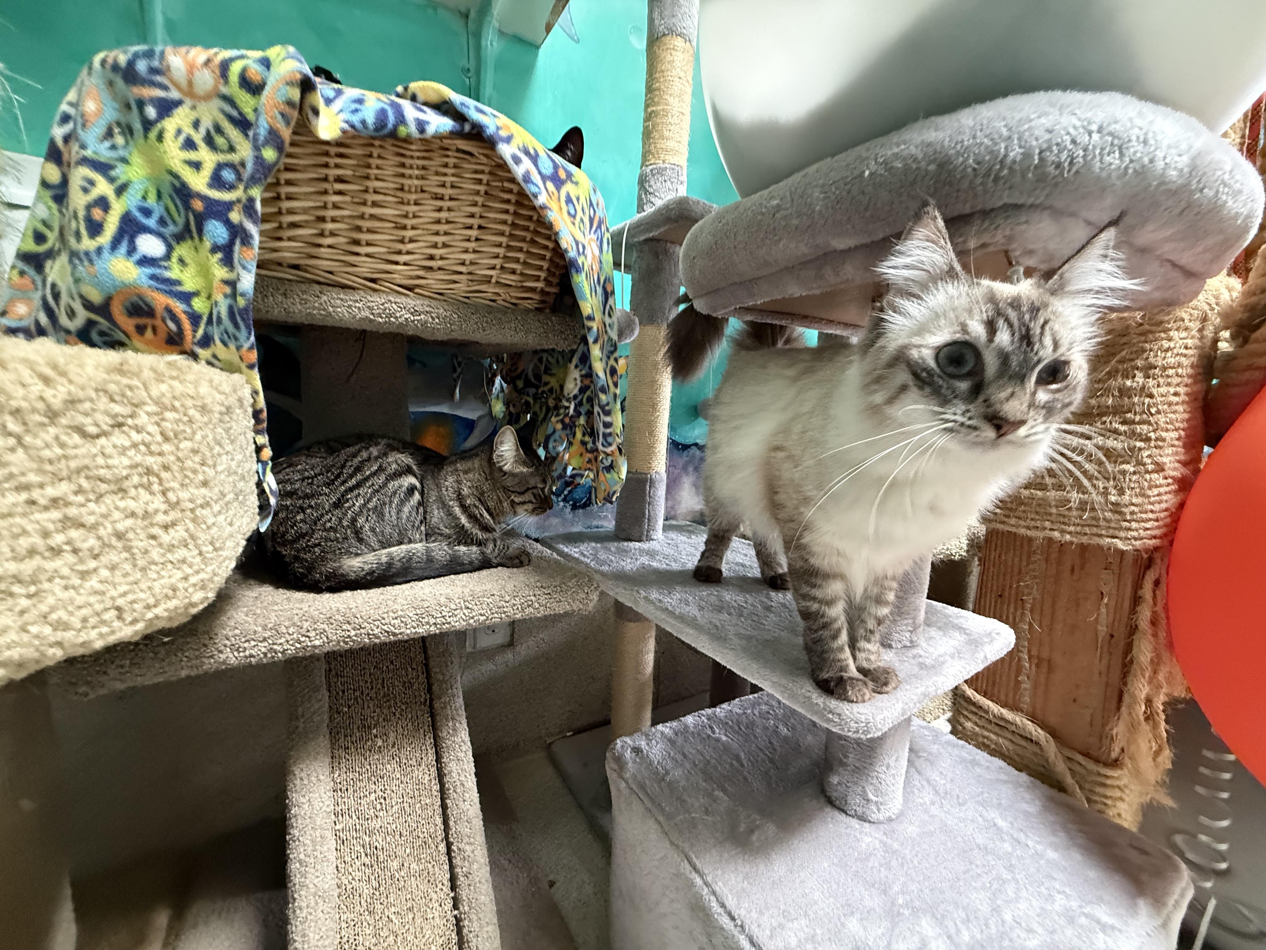 Enlarge Eowyn, a Adoptable Siamese in Newport Beach, CA image 6/6