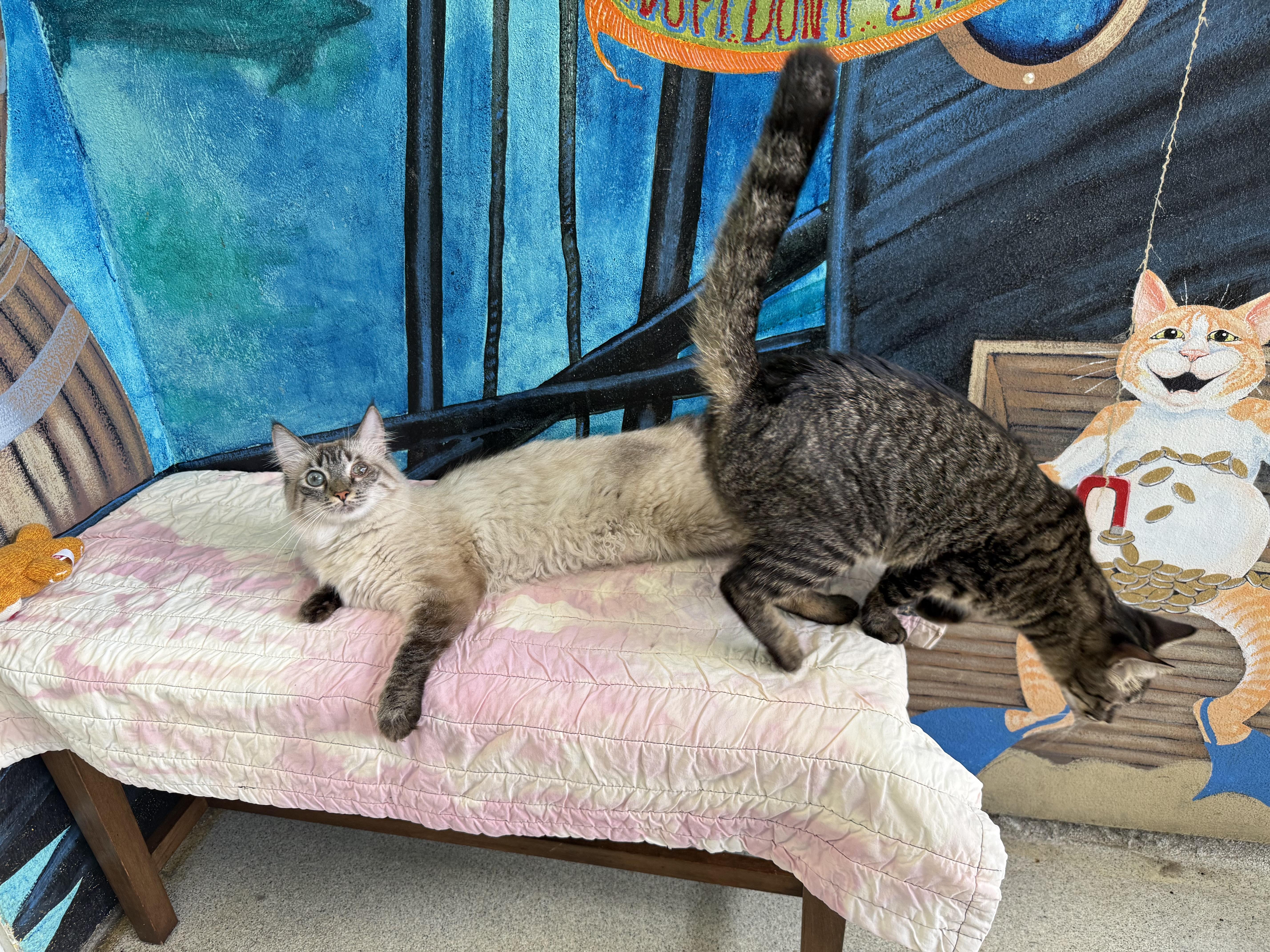 Enlarge Eowyn, a Adoptable Siamese in Newport Beach, CA image 5/6