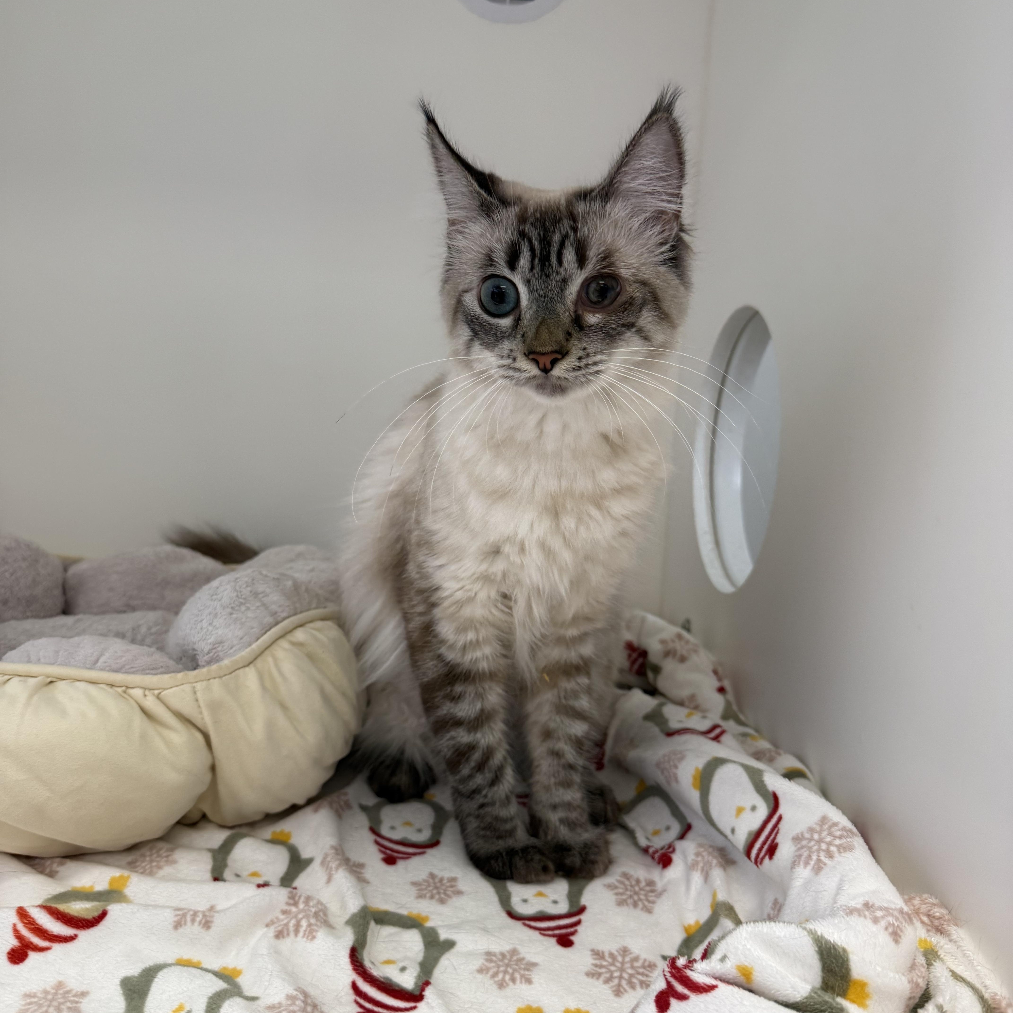 Eowyn, ADOPTABLE, Young Female Siamese.