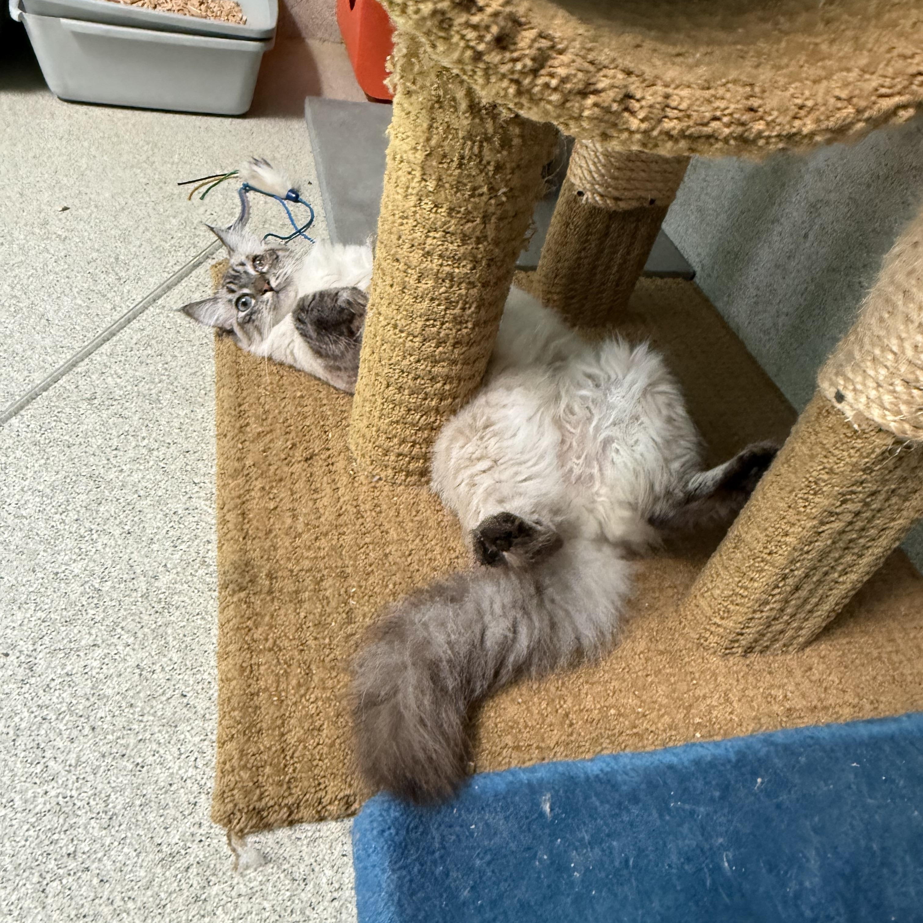 Enlarge Eowyn, a Adoptable Siamese in Newport Beach, CA image 1/6