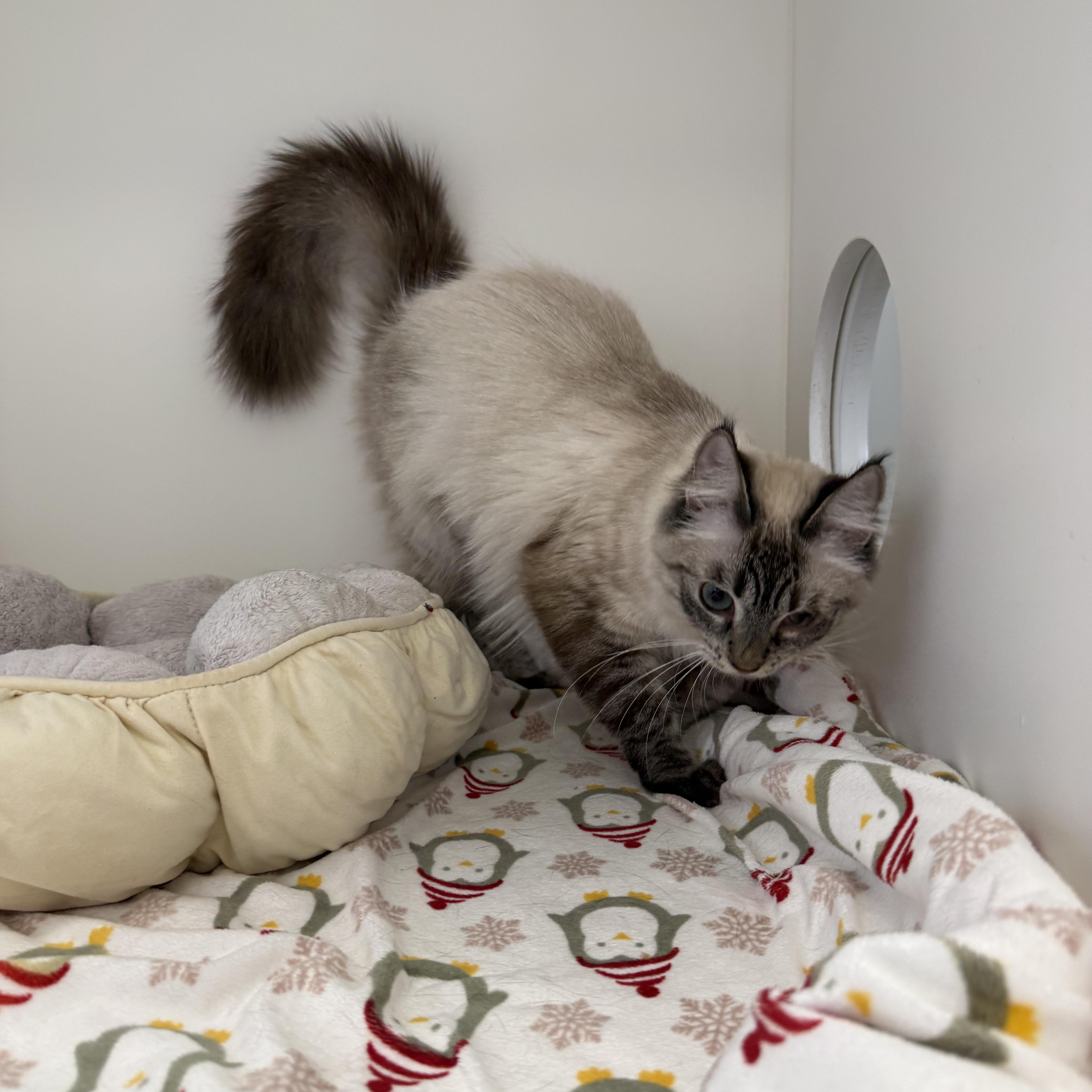 Eowyn, a ADOPTABLE Siamese in Newport Beach, CA image 3/6