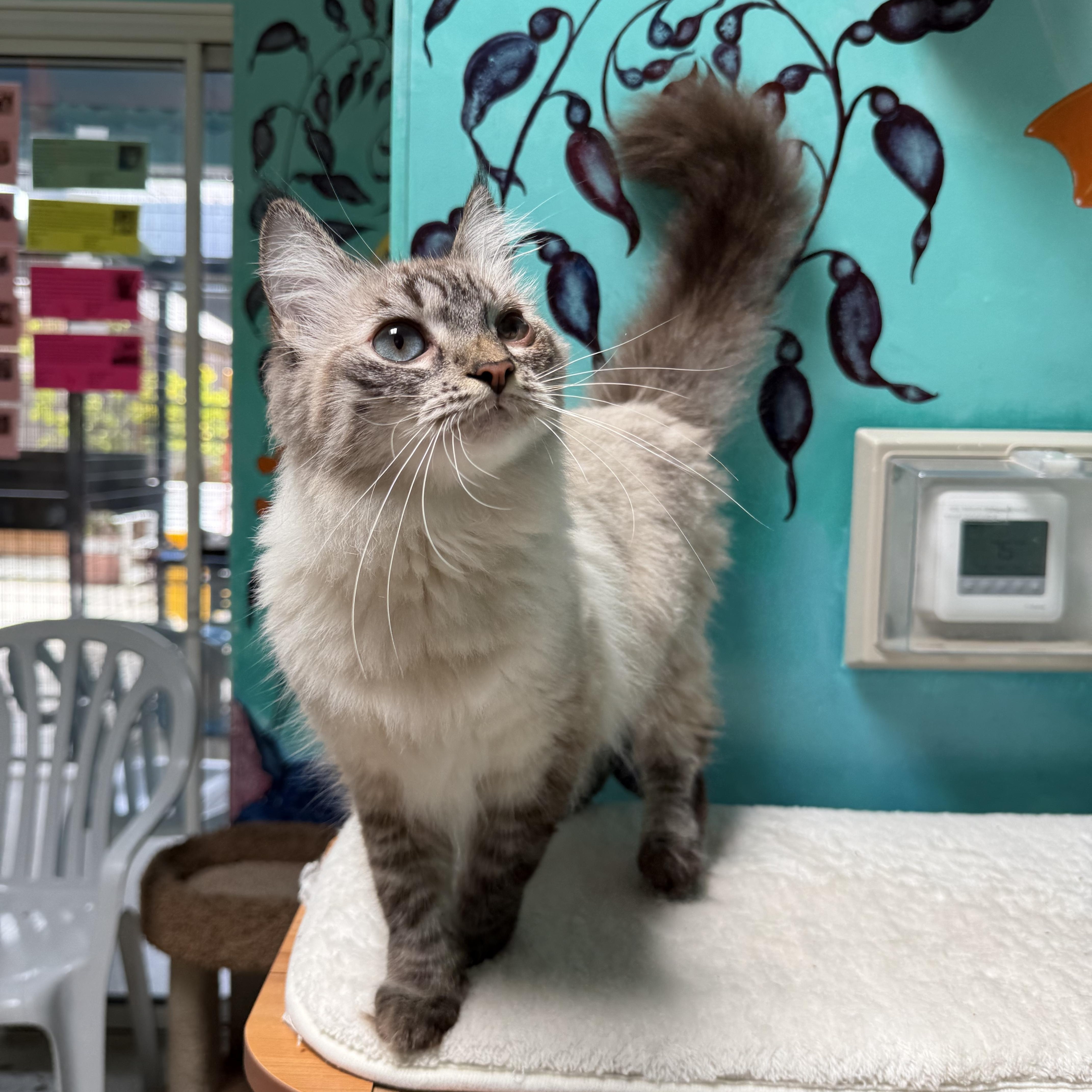 Eowyn, a ADOPTABLE Siamese in Newport Beach, CA image 1/5