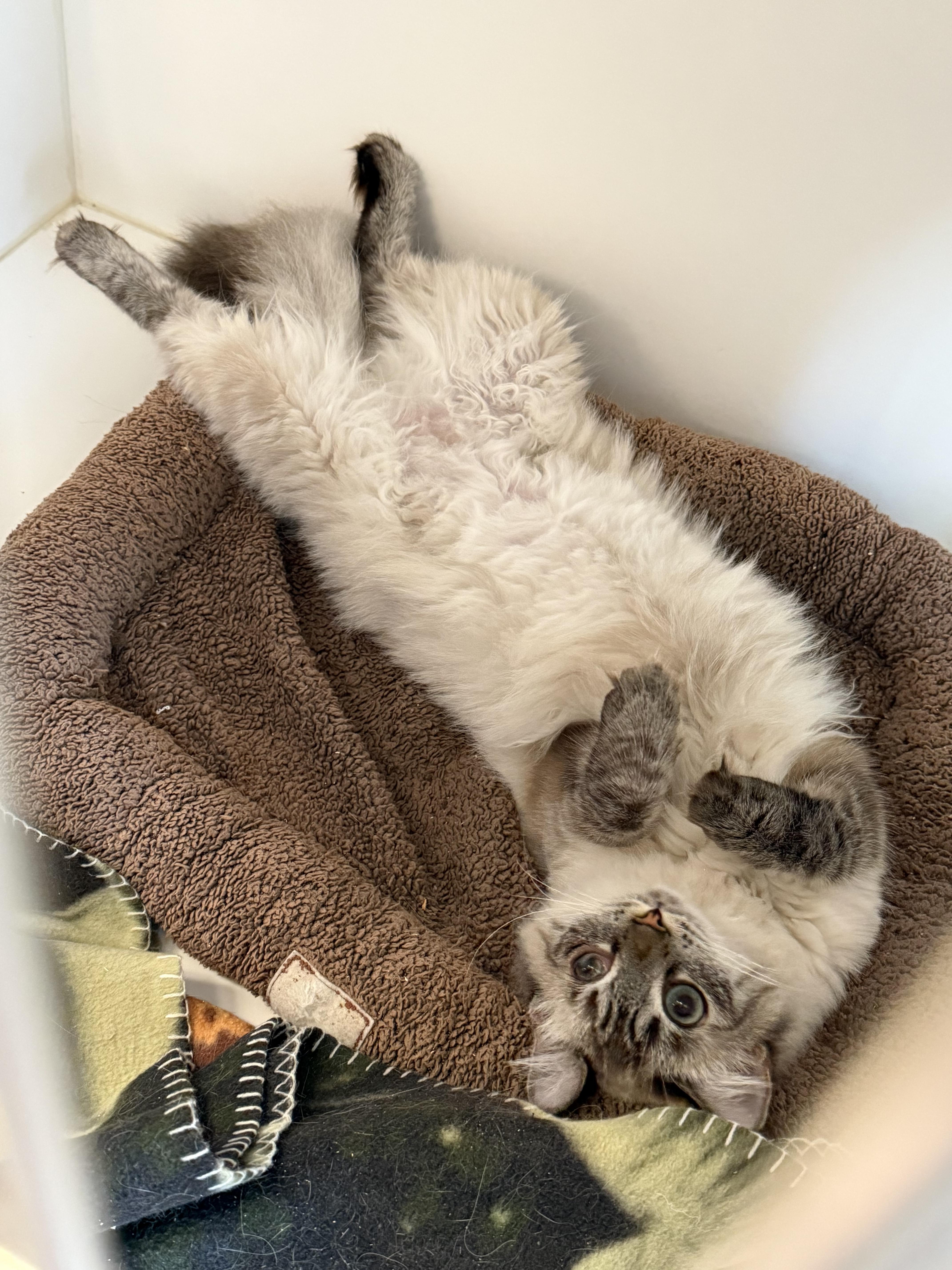 Eowyn, a ADOPTABLE Siamese in Newport Beach, CA image 5/5