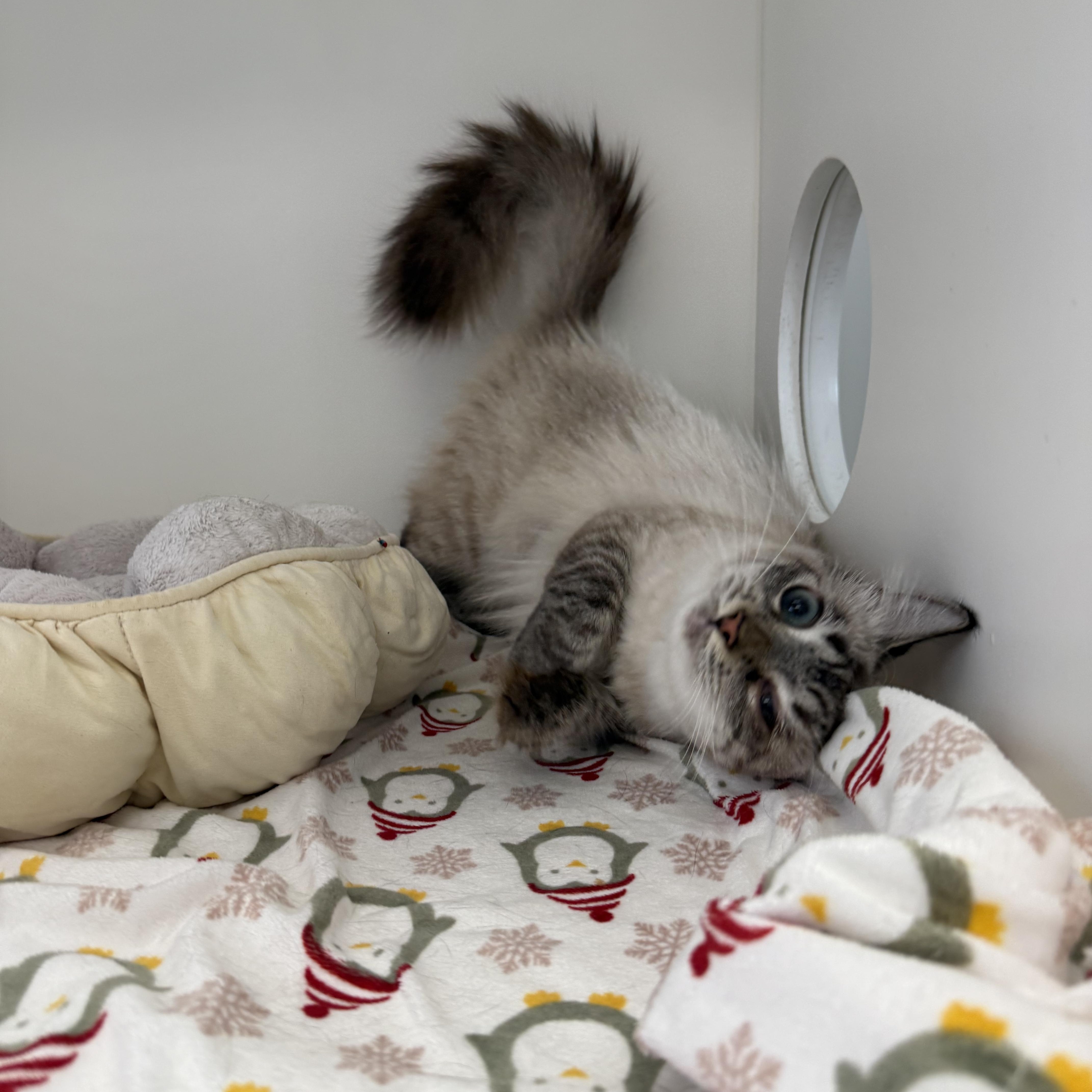 Eowyn, a ADOPTABLE Siamese in Newport Beach, CA image 2/6
