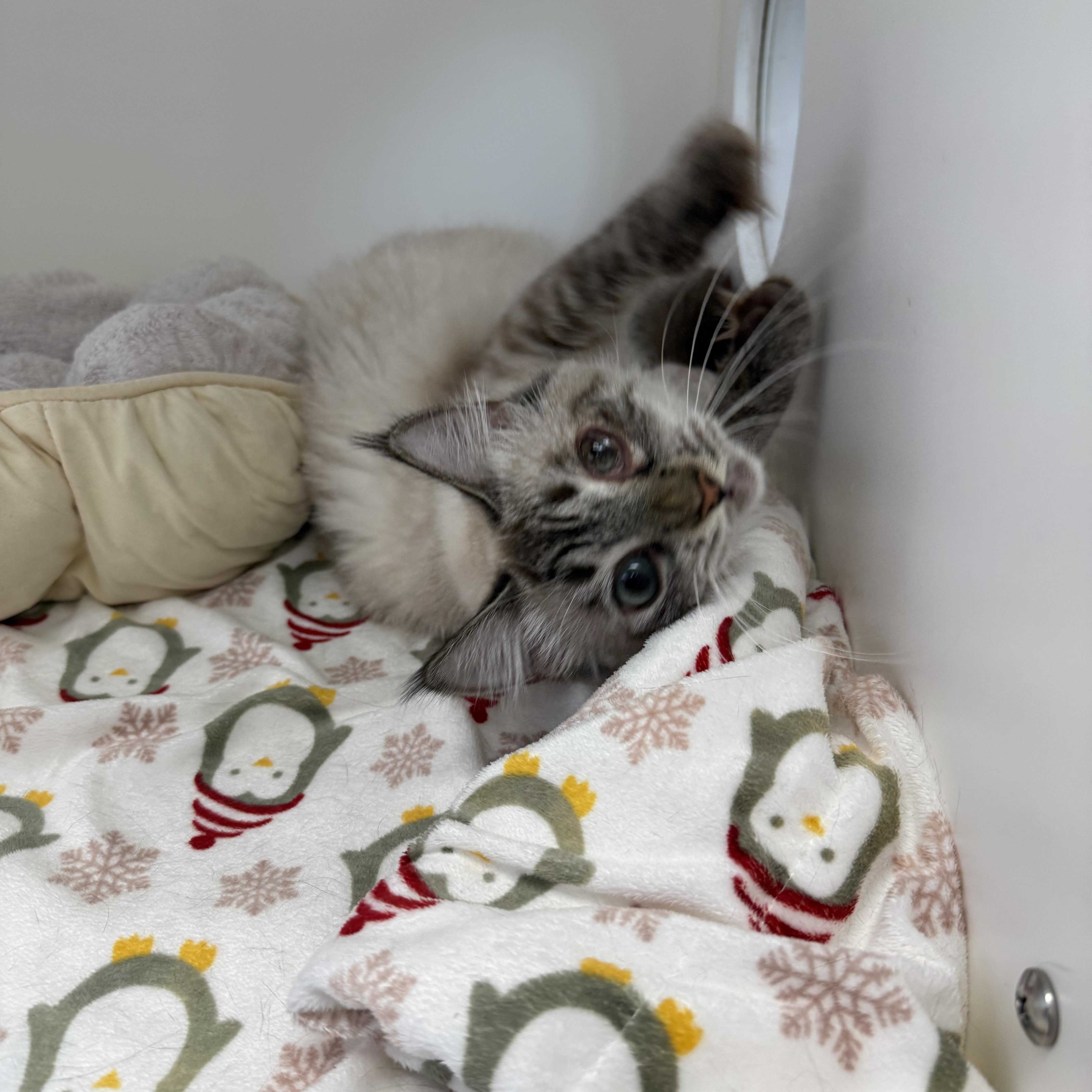 Eowyn, a ADOPTABLE Siamese in Newport Beach, CA image 6/6