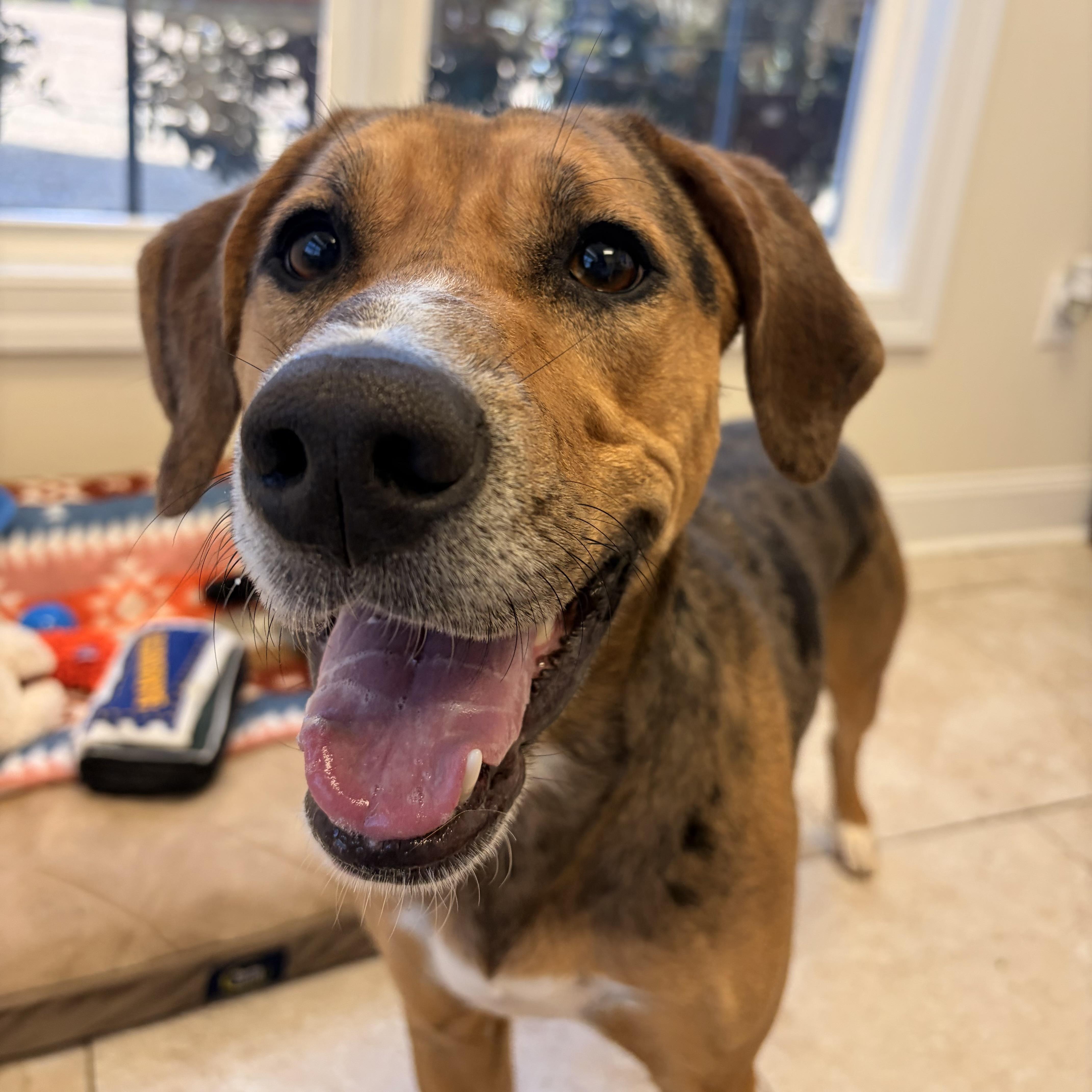 Meera, Adoptable, Adult Female Hound & Catahoula Leopard Dog.