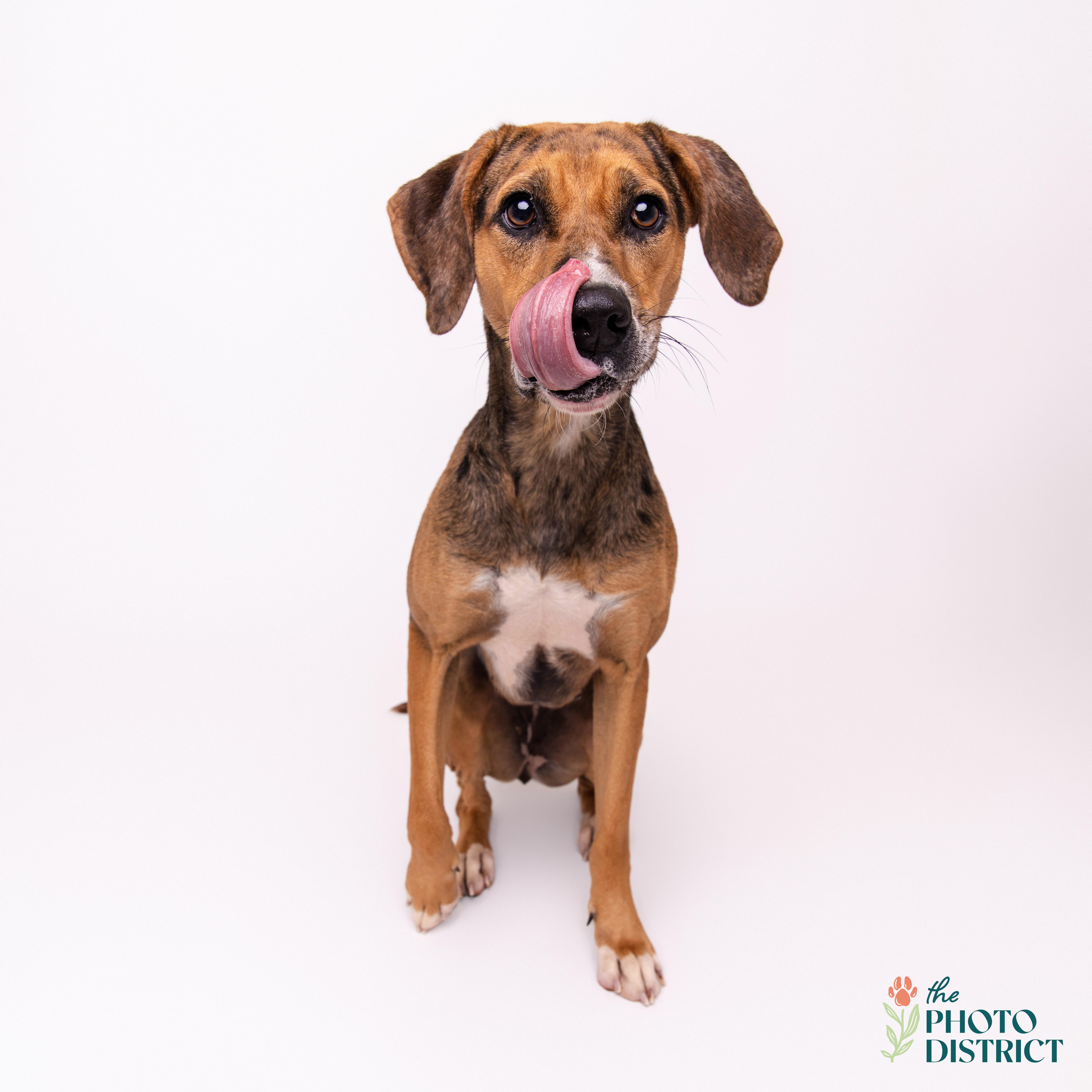 Meera, a Adoptable mixed breed in Winnabow, NC image 1/6